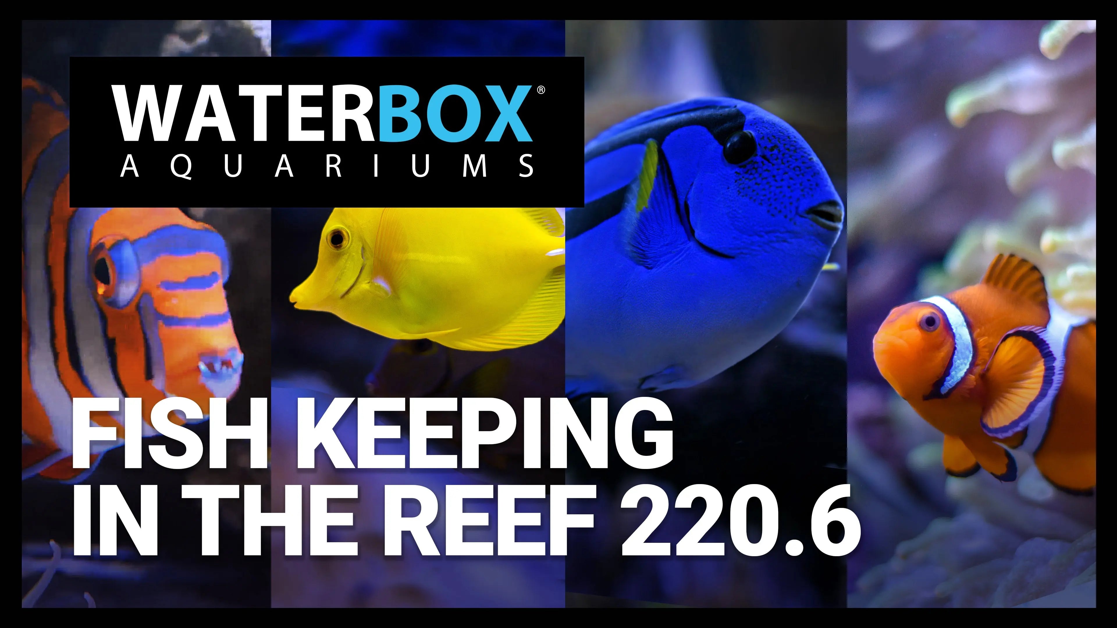 Fish Keeping in the REEF 220.6 Waterbox Aquariums