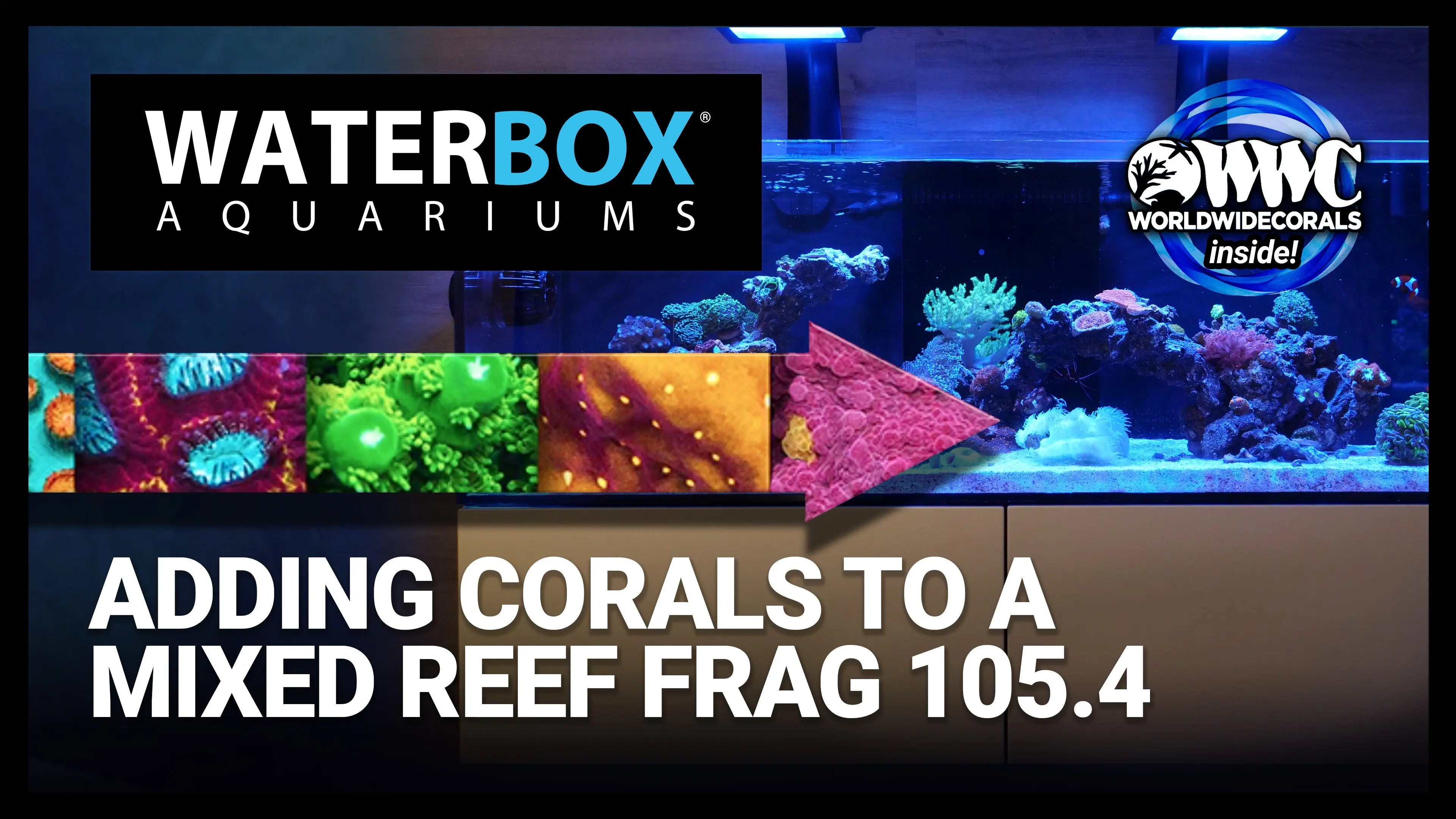 Adding Corals to a Mixed Reef FRAG 105.4 Waterbox Aquariums