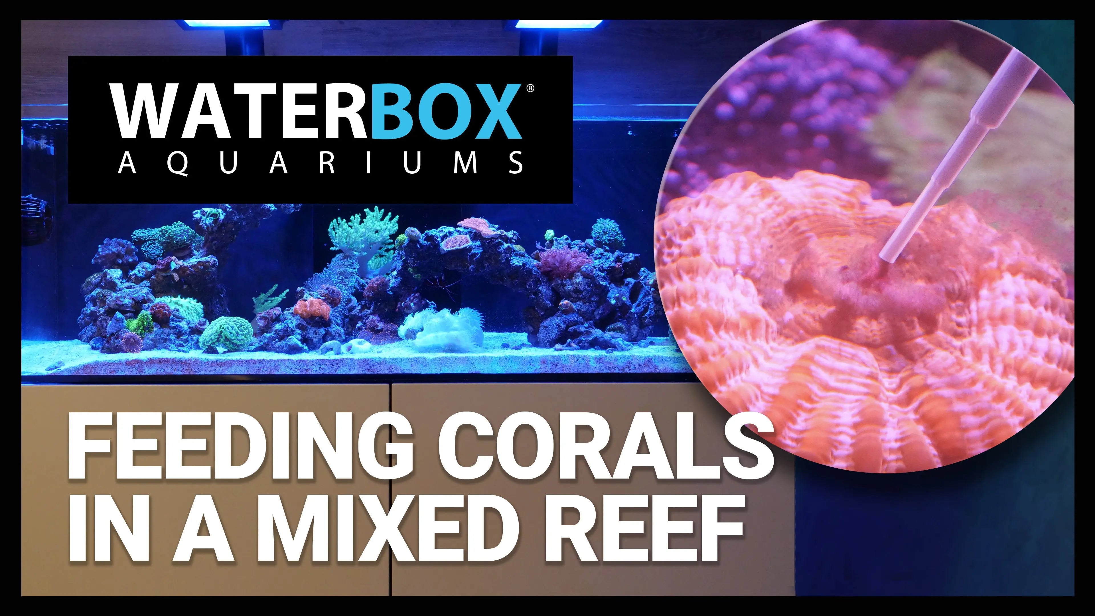 Feeding Corals in a Mixed Reef FRAG 105.4 Waterbox Aquariums