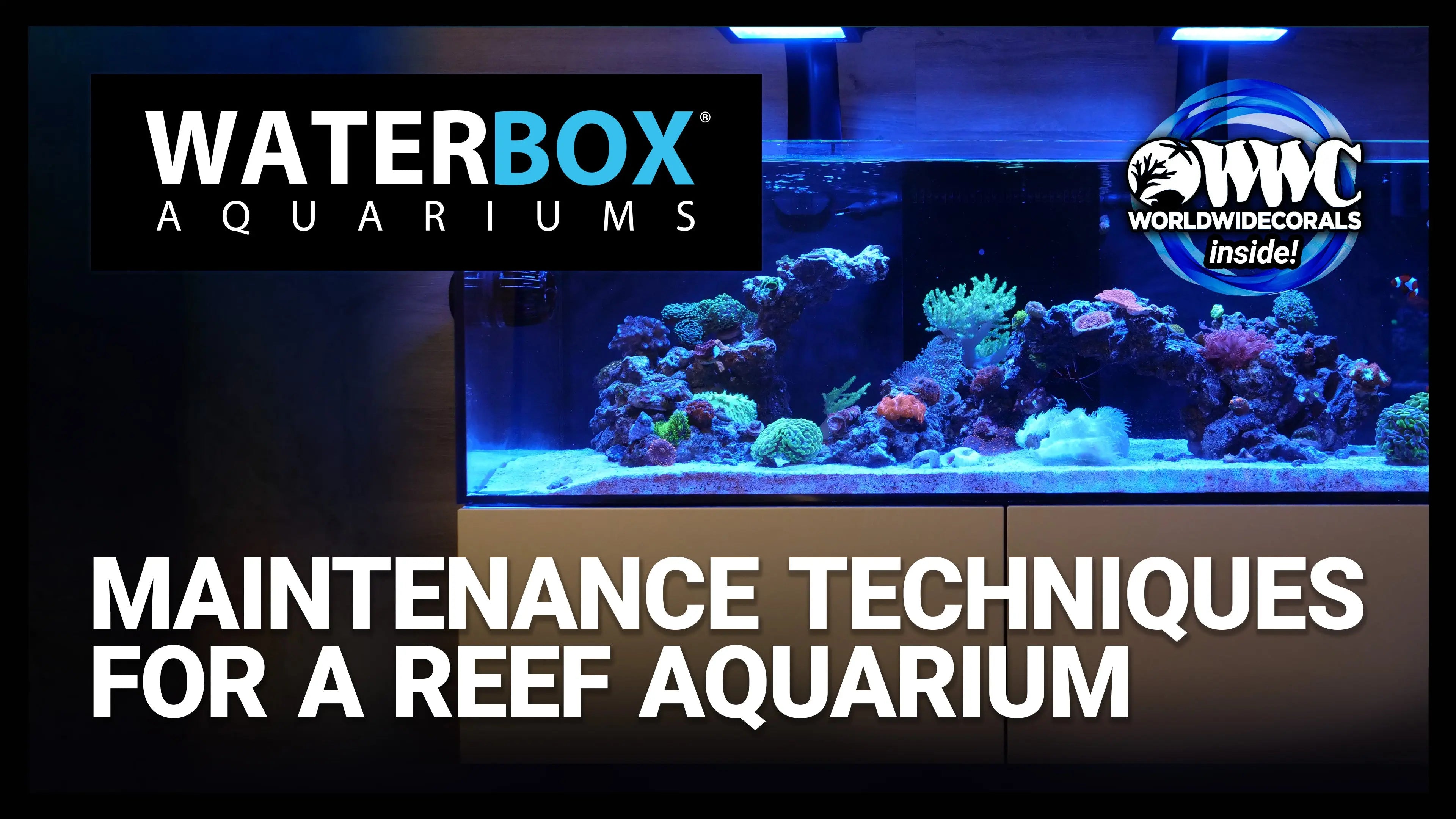 Maintenance Techniques for a Reef Aquarium Waterbox Aquariums