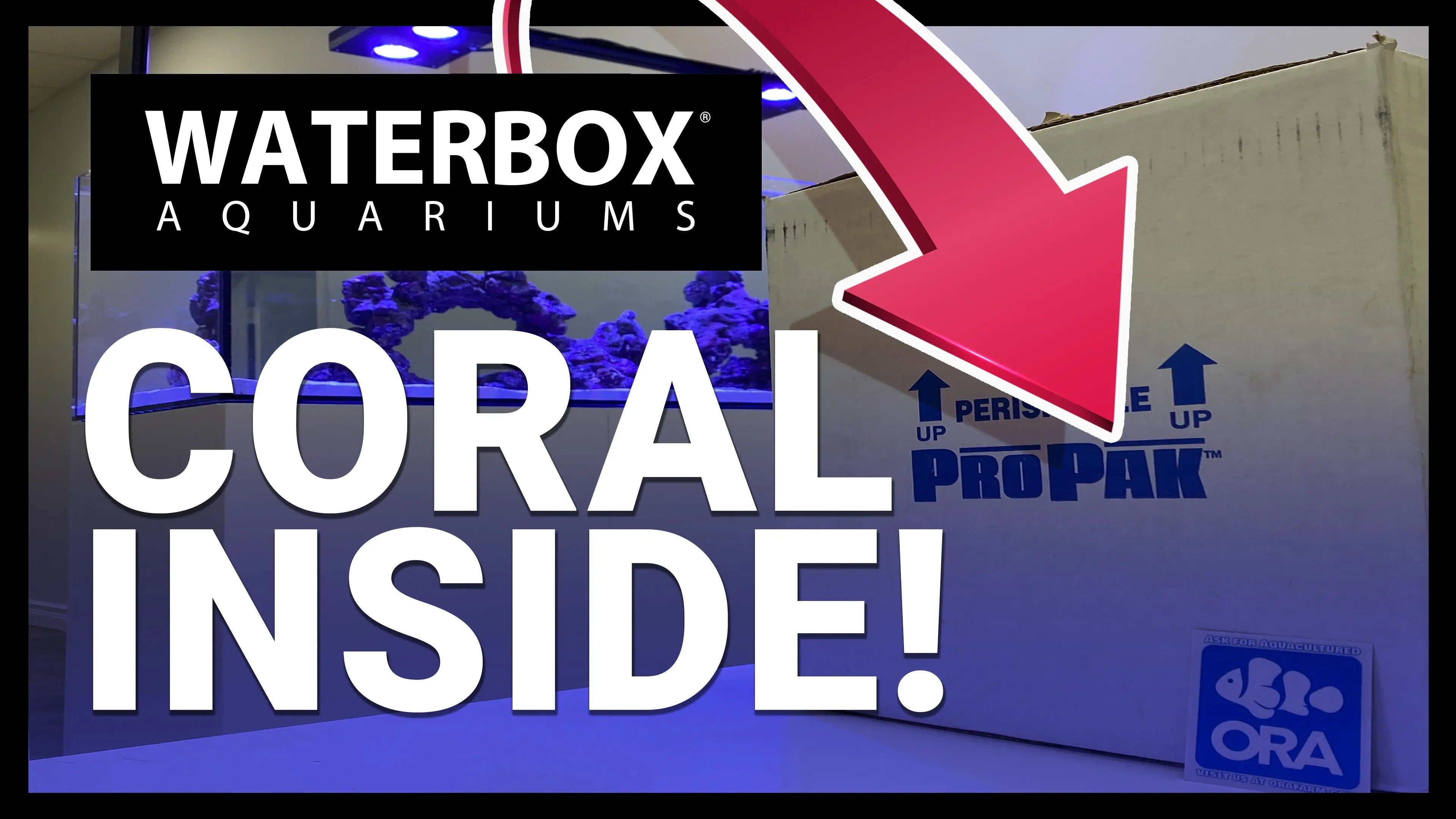 Our First ORA® Aquacultured Coral Shipment Has Arrived! | A Guide to All In One Aquariums LIVE Waterbox Aquariums
