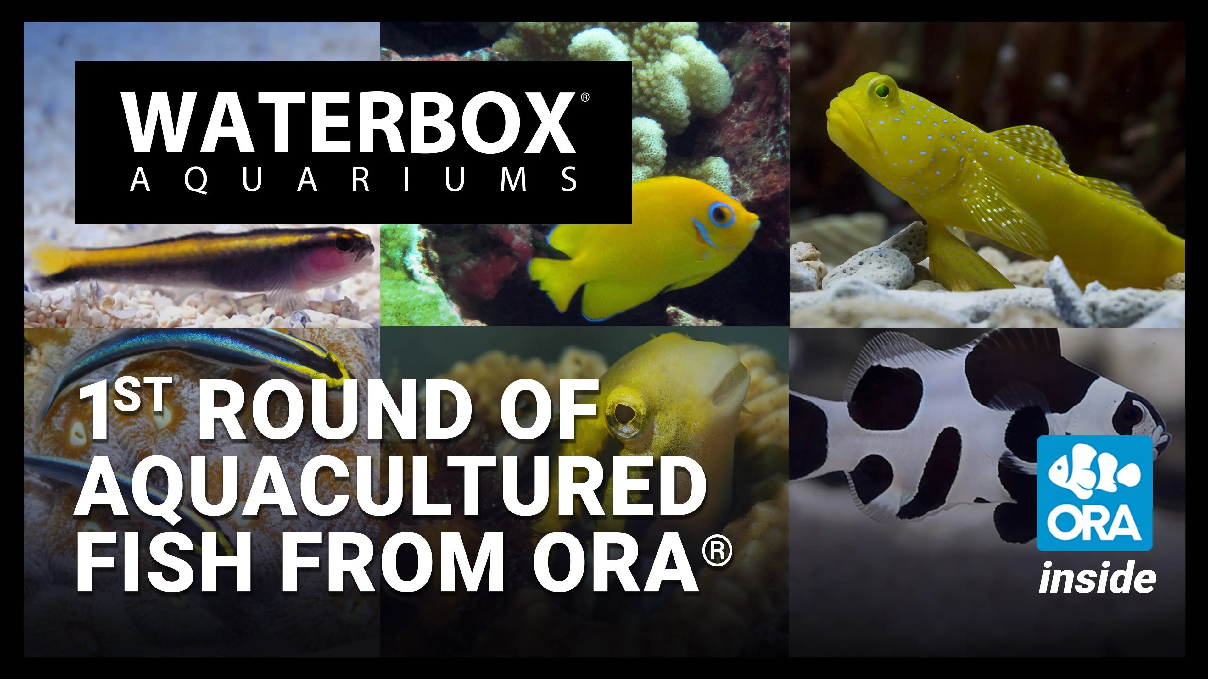 First Round of Aquacultured Fish Arrives From ORA® | A Guide to All In One Aquariums LIVE Waterbox Aquariums