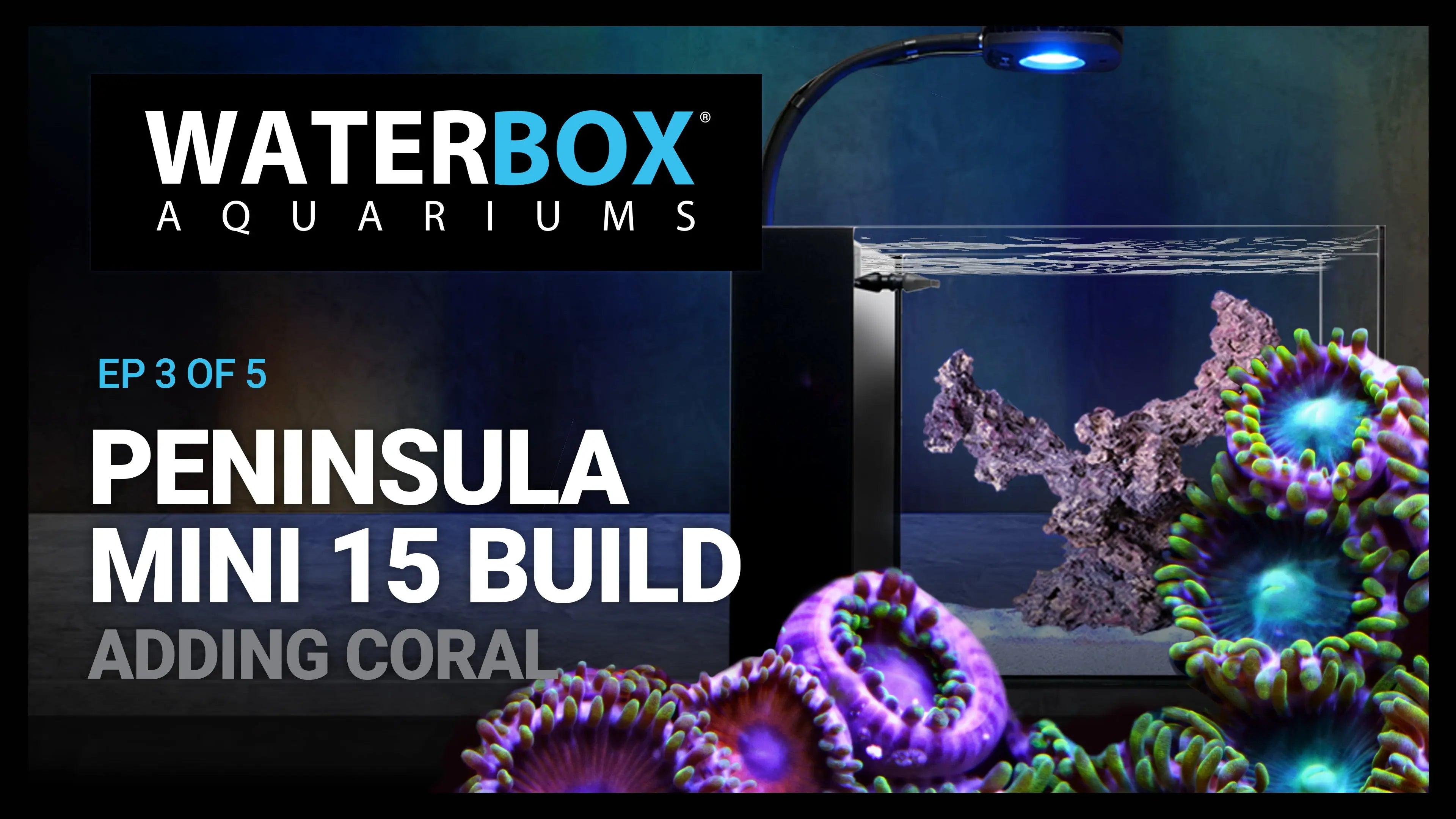 15 Gallon Nano Aquarium Build - Adding Coral Waterbox Aquariums