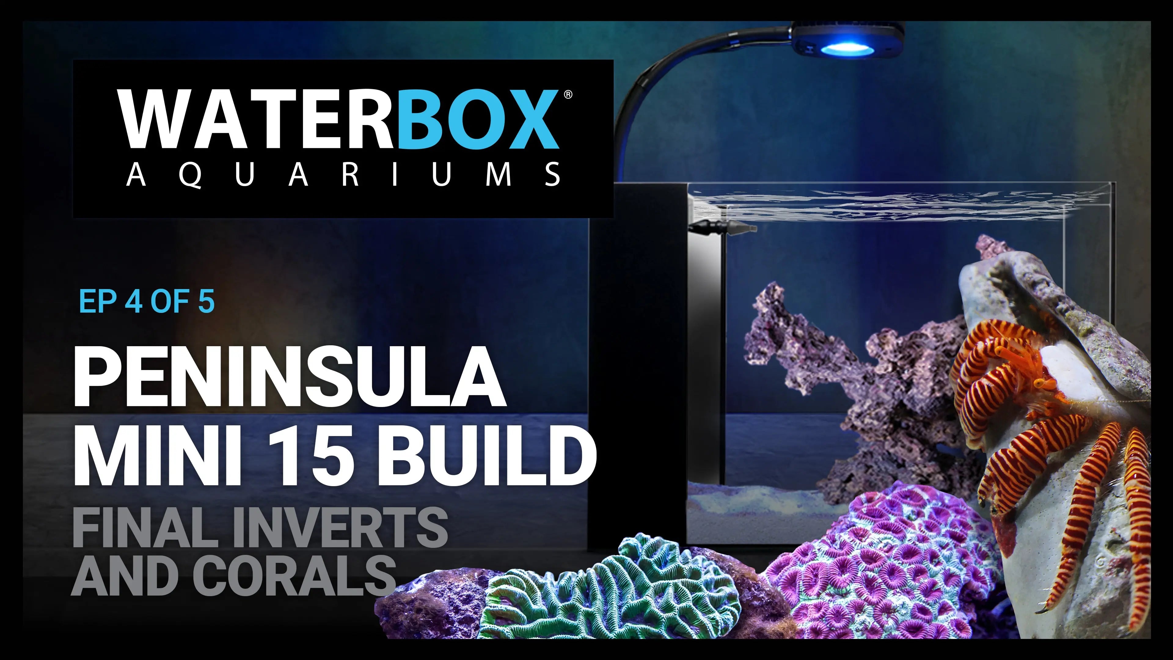 Peninsula Mini 15 Build. Final inverts and corals. Waterbox Aquariums