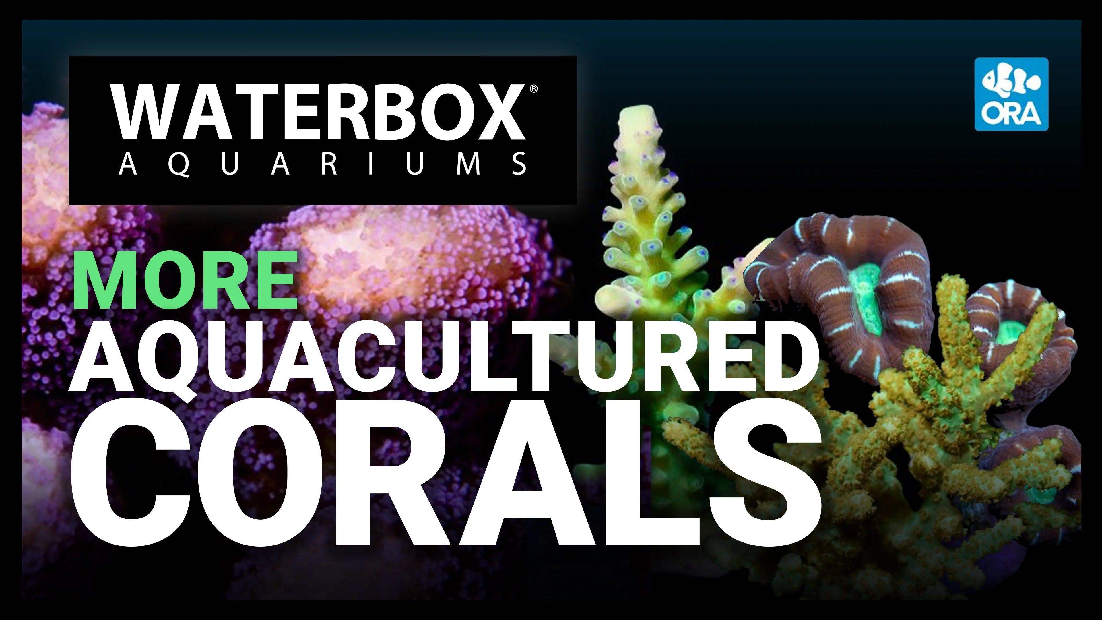 Special Delivery! Our Second ORA® Aquacultured Coral Shipment Is Here! | A Guide to All In One Aquariums LIVE Waterbox Aquariums