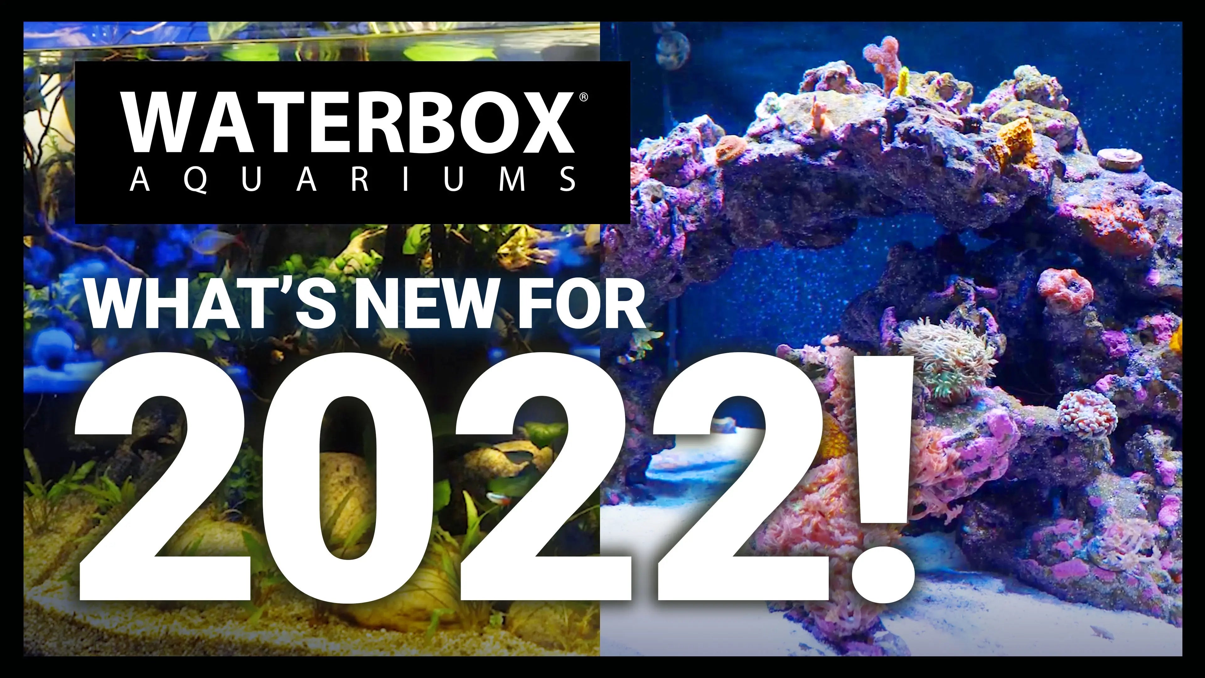 What's New For 2022! Waterbox Aquariums
