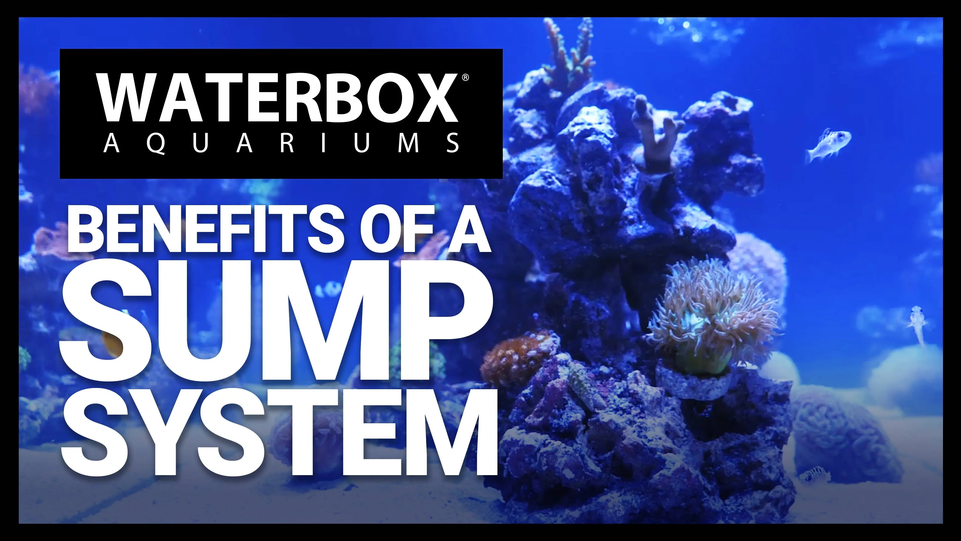 Benefits of a Sump System Waterbox Aquariums