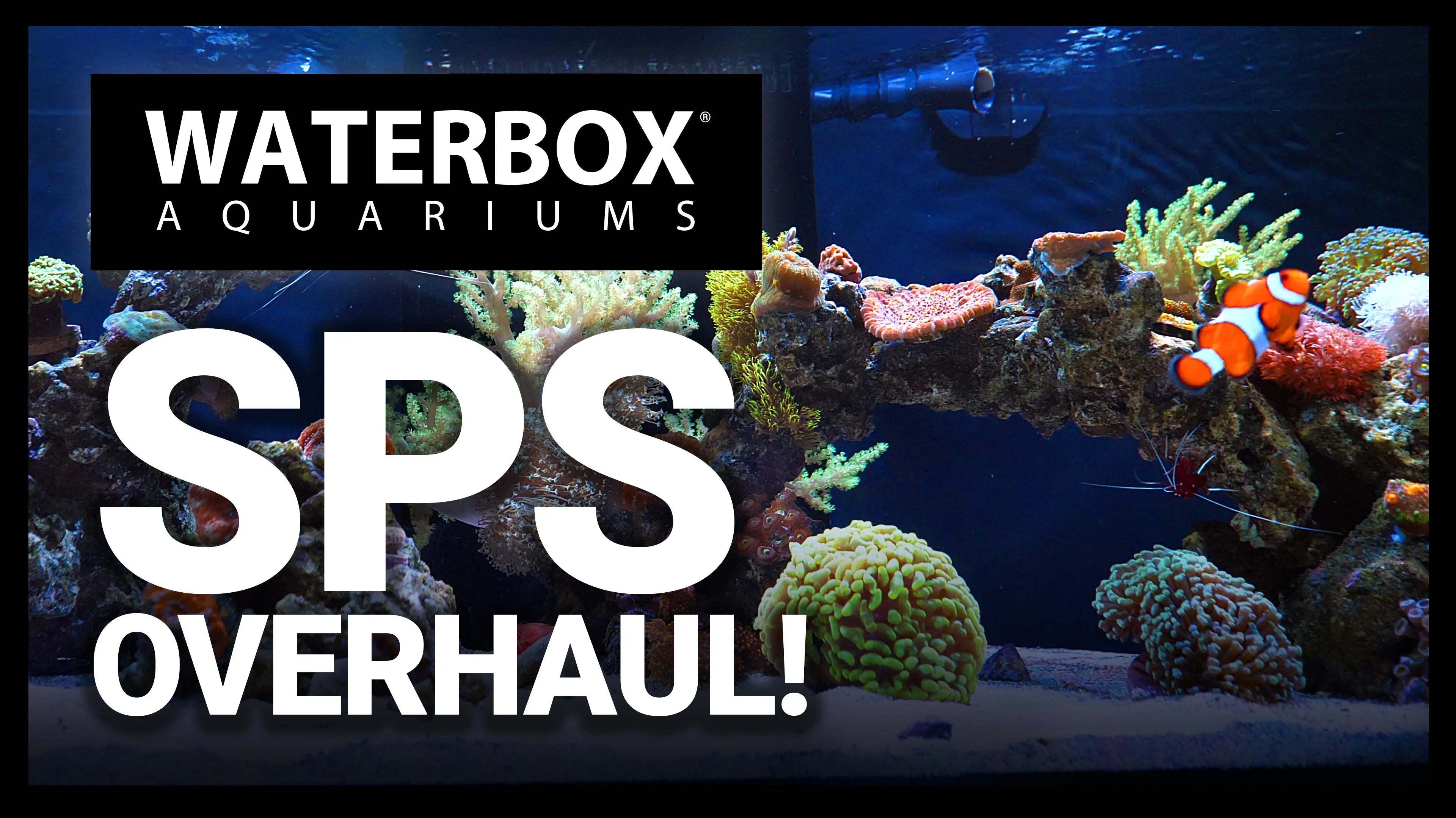 Mixed Reef to Full SPS Conversion: We Want To Show You How! Waterbox Aquariums