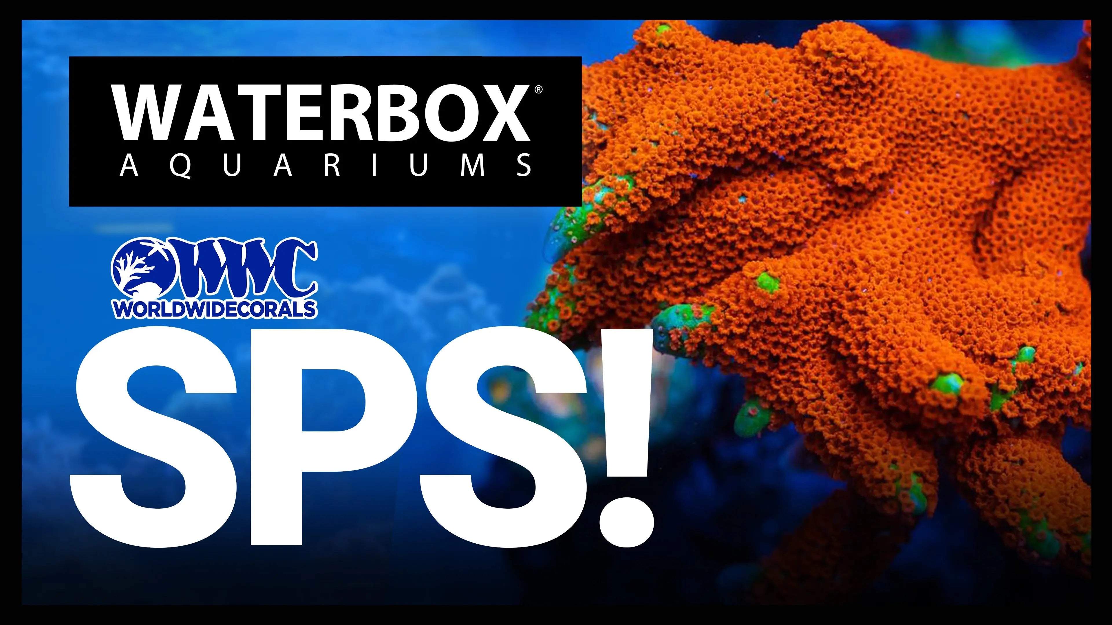 World Wide Coral SPS! Waterbox Aquariums