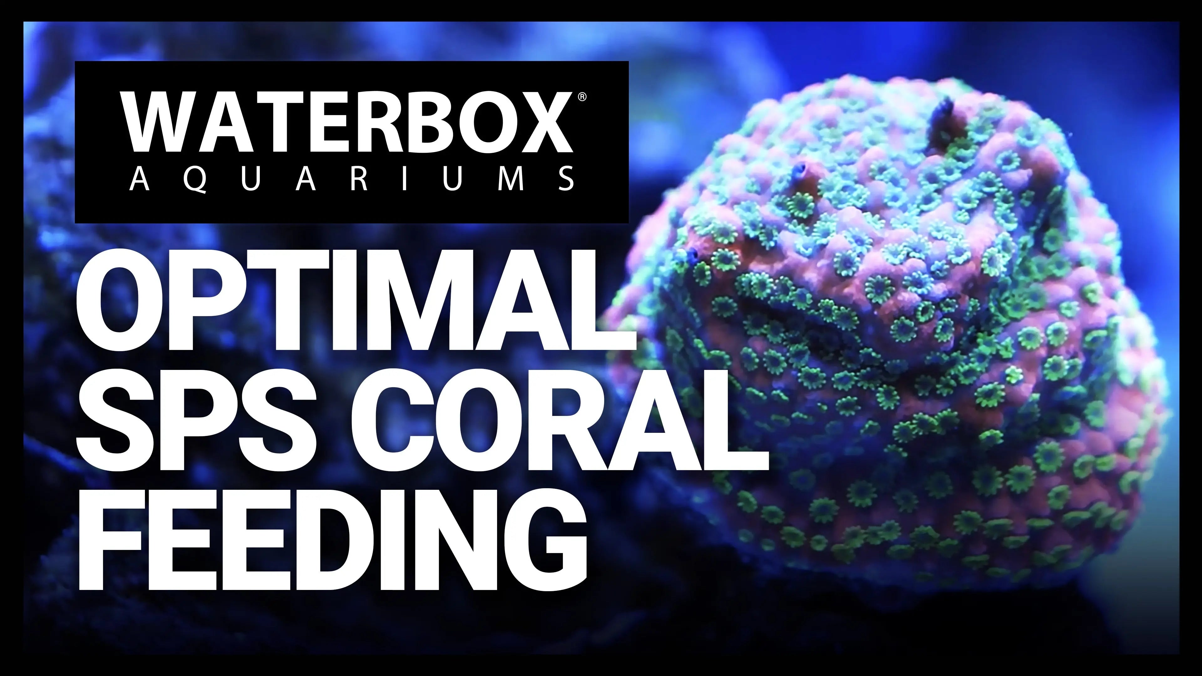 Feeding Your SPS Coral Like a Reefing Pro, Featuring the WWC Feeding Method! Waterbox Aquariums