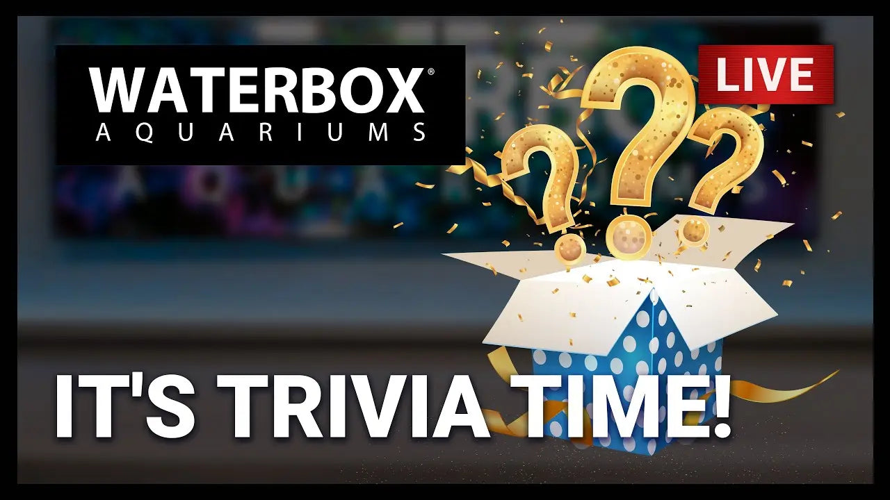 WB Trivia Waterbox Aquariums