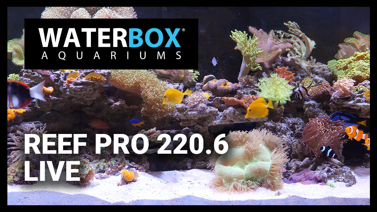 REEF PRO 220.6 Live