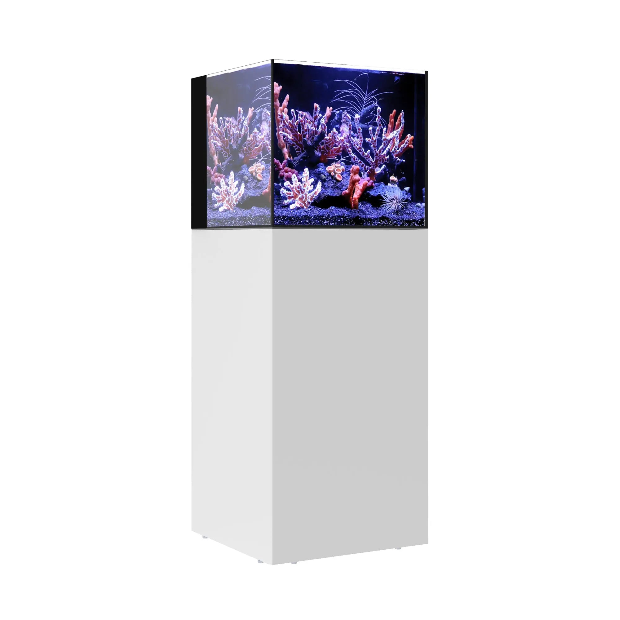 AIO 20 CUBE Waterbox Aquariums