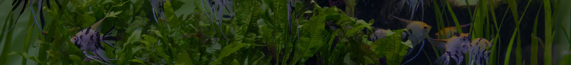 Freshwater Chemistry