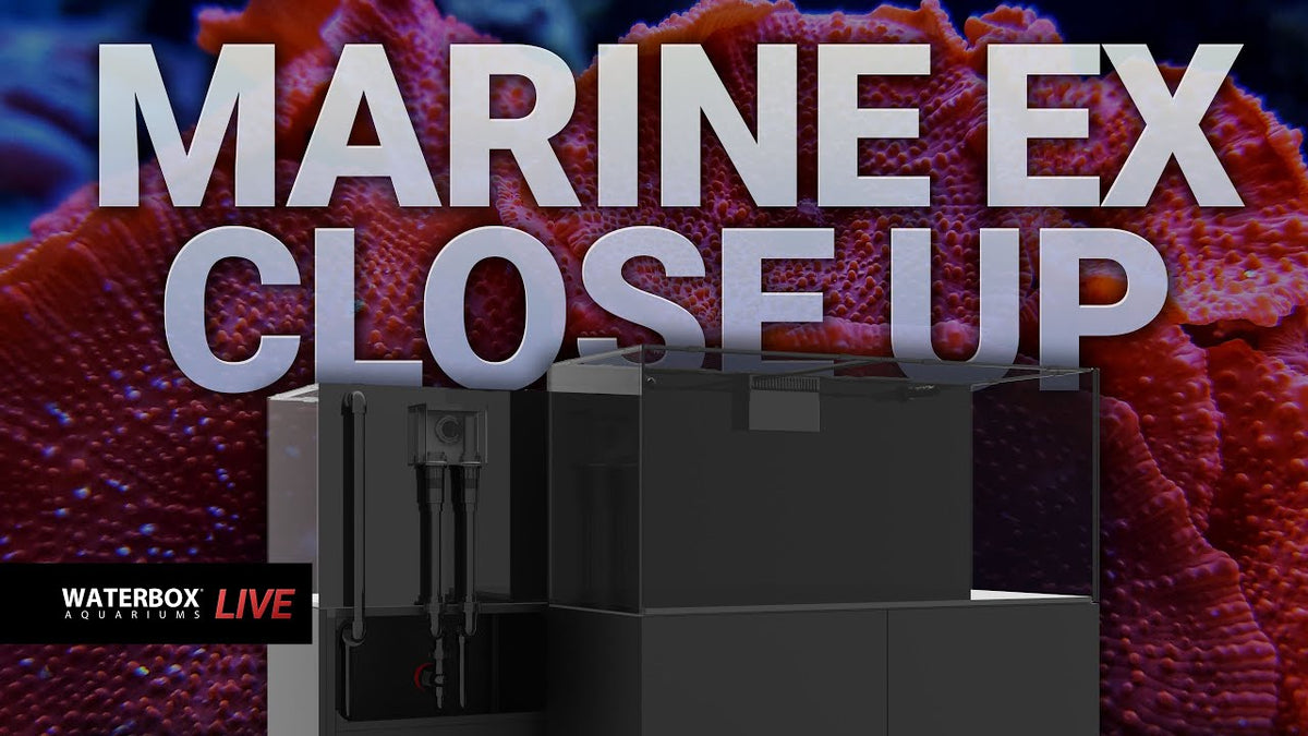 Load video: Deep Dive into the MARINE EX Aquarium System