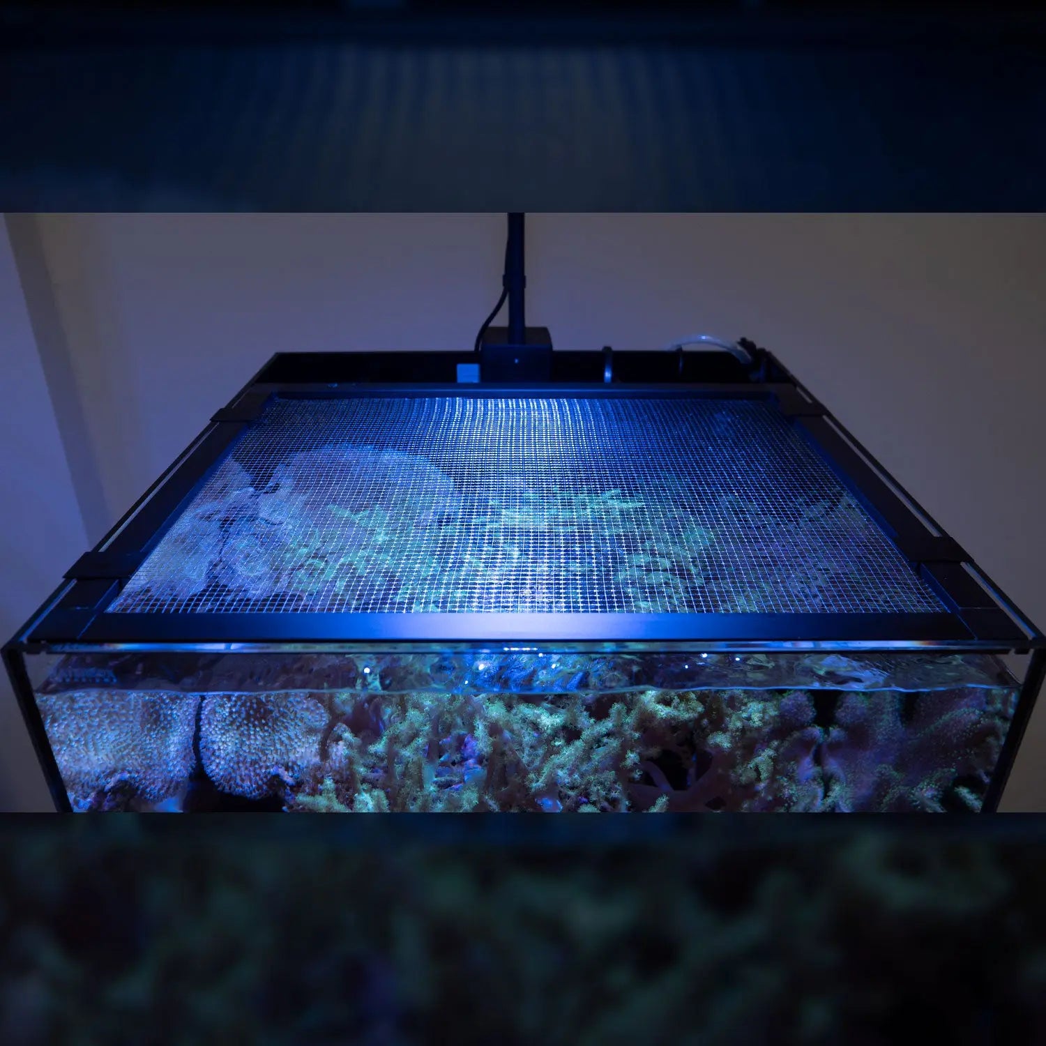 Mesh Lid System Waterbox Aquariums