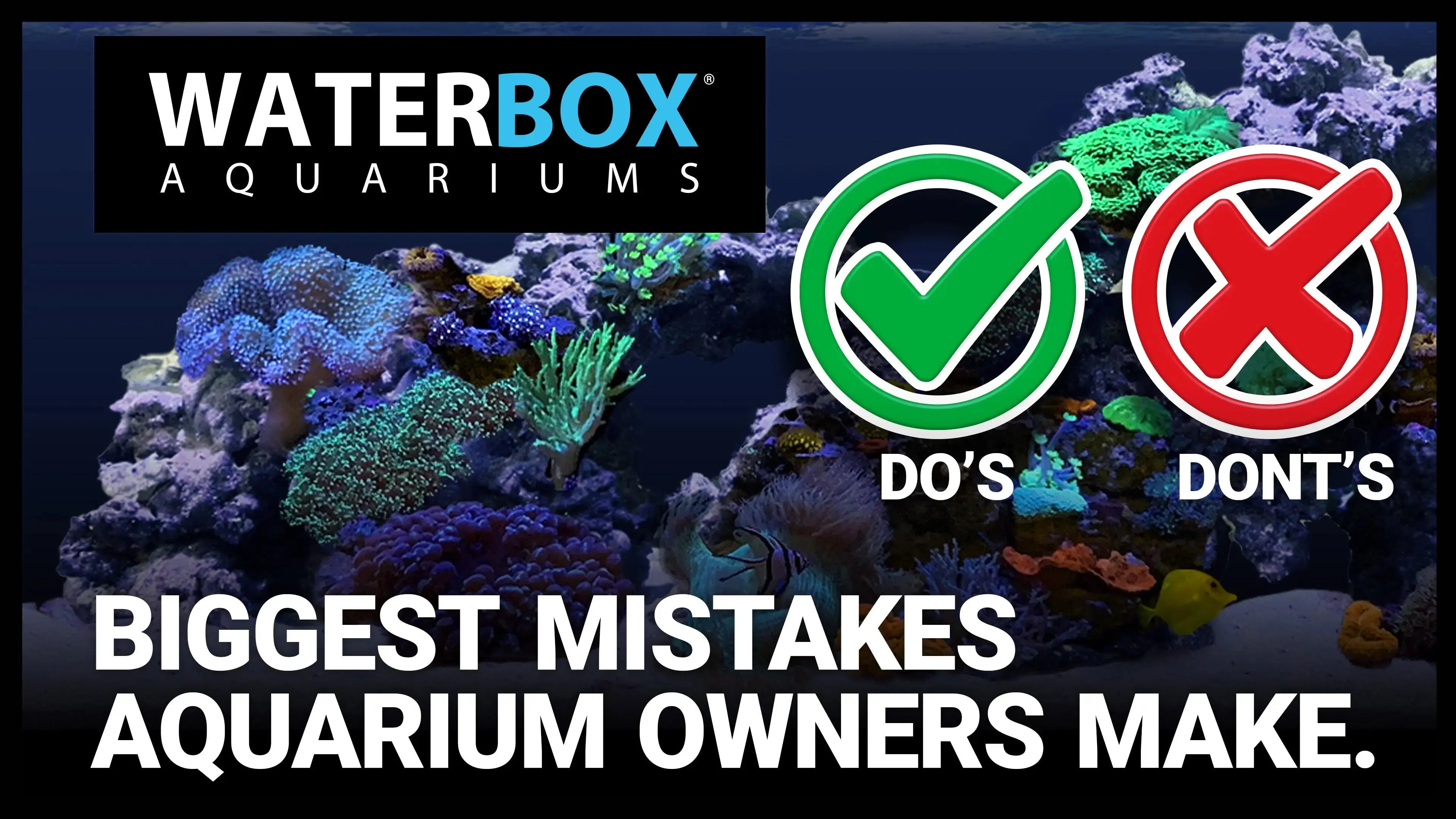 Biggest mistakes aquarium owners make. Waterbox Aquariums