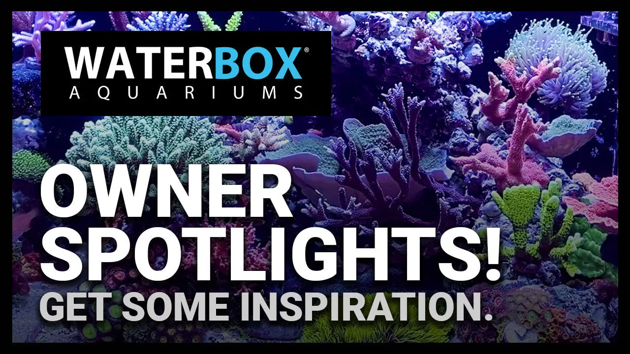 Owner Spotlights! Get some inspiration. Waterbox Aquariums