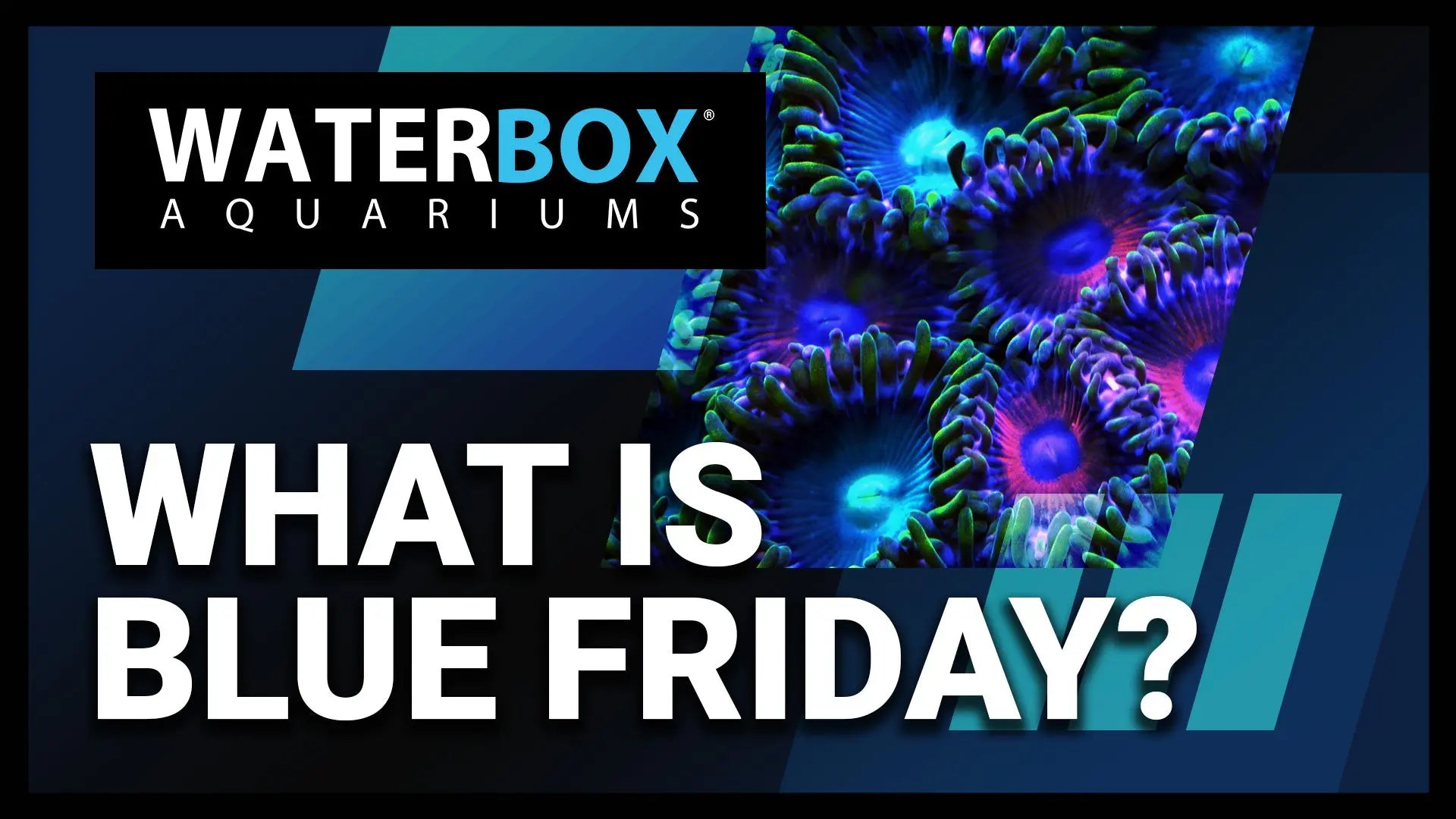 What Is Blue Friday? Waterbox Aquariums