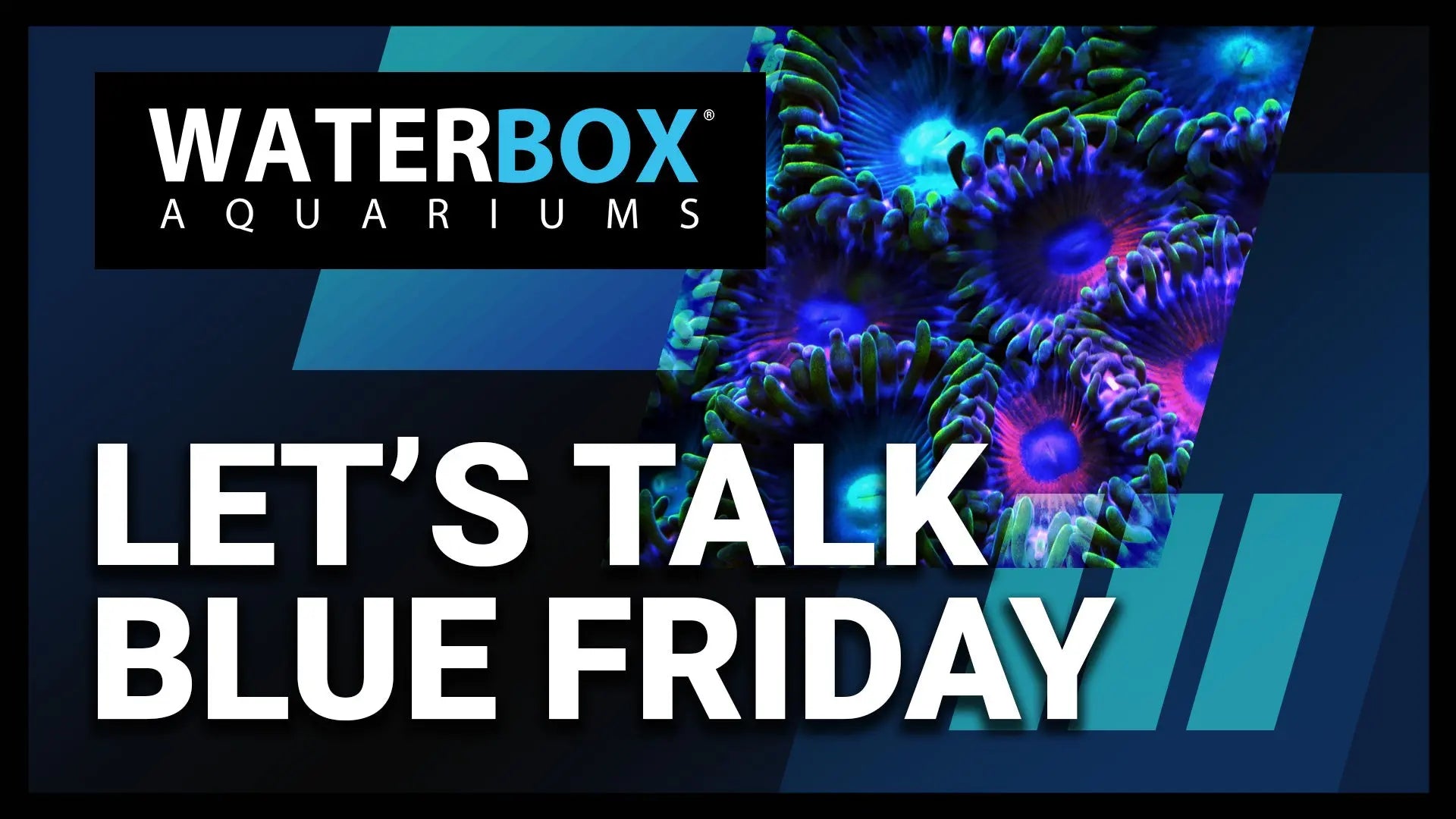 Let's Talk Blue Friday Waterbox Aquariums