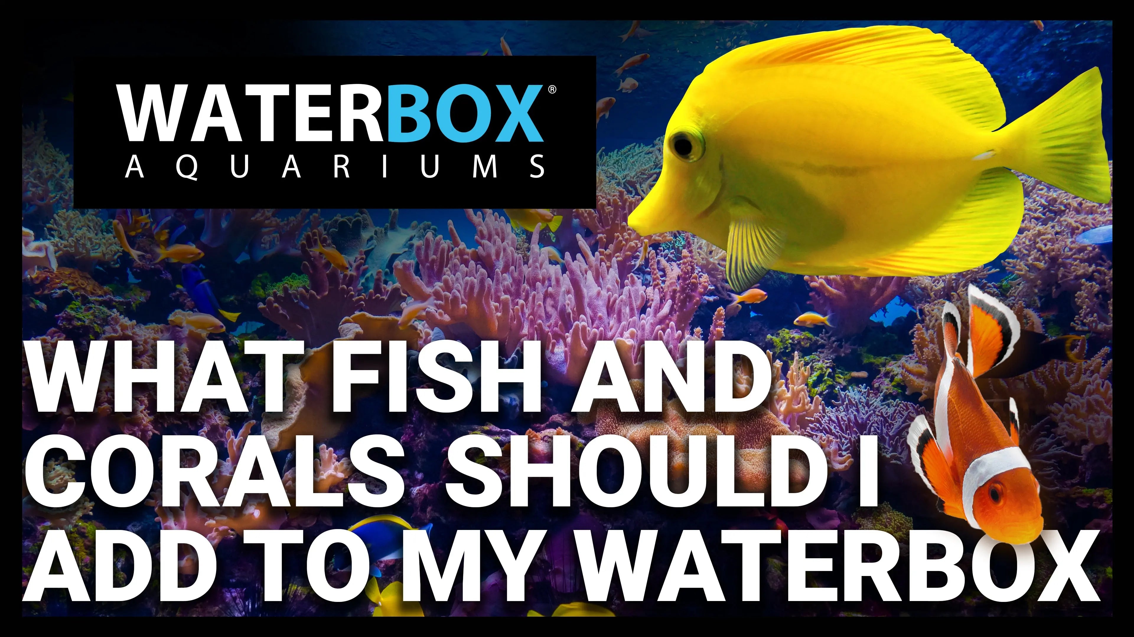 What Fish and Corals Should I Add to My Waterbox? Waterbox Aquariums