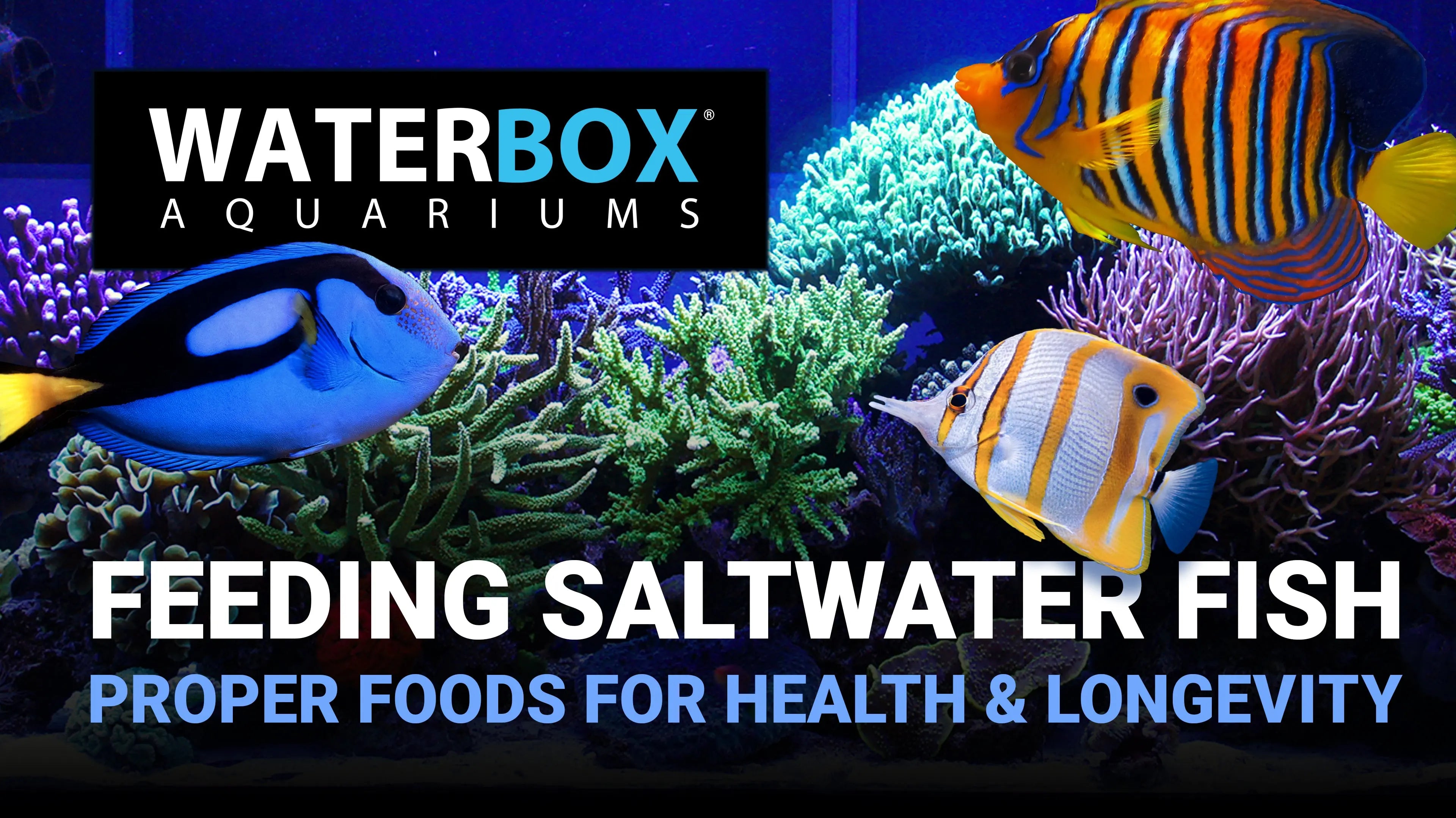 Feeding Saltwater Fish. Proper Foods for Health and Longevity. Waterbox Aquariums