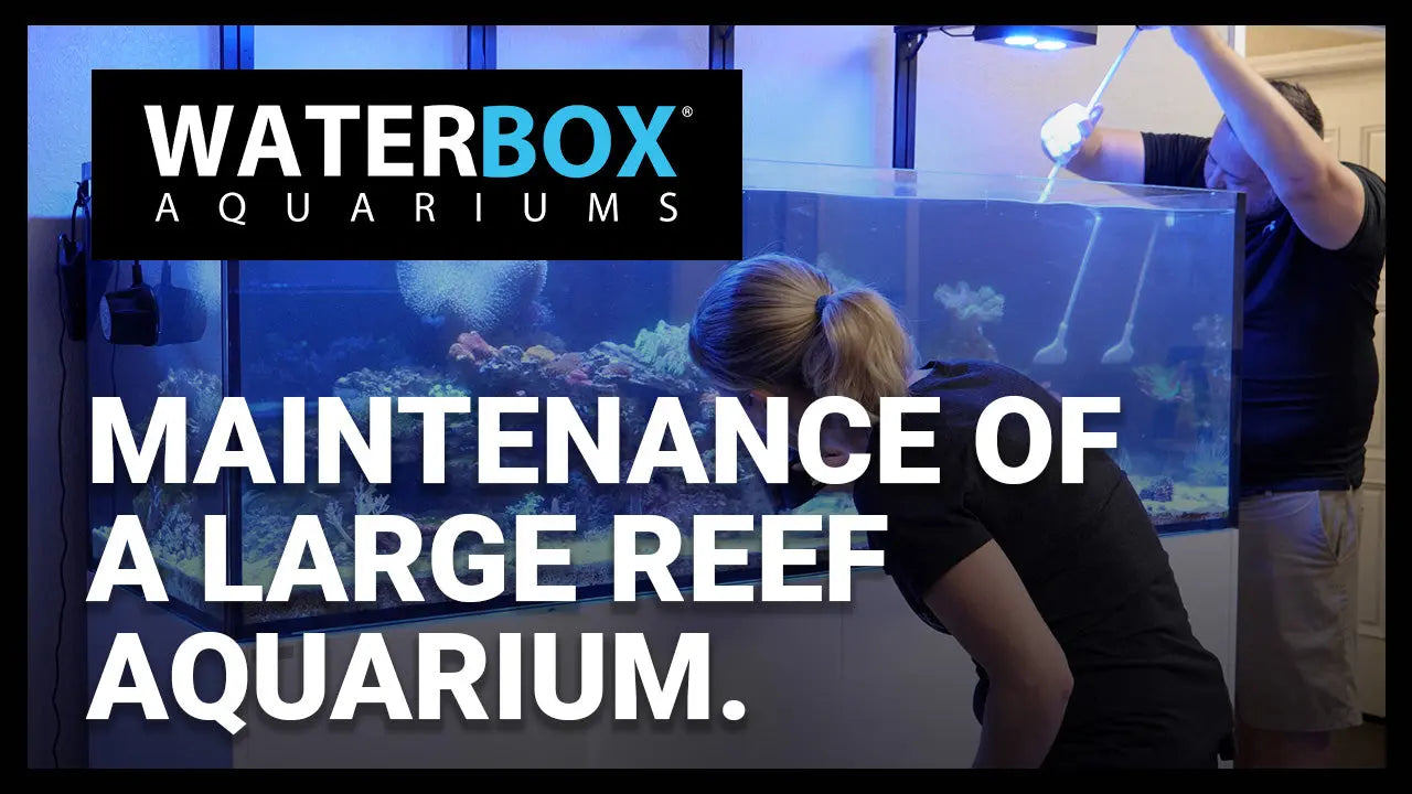 Maintenance of a Large Reef Aquarium Waterbox Aquariums