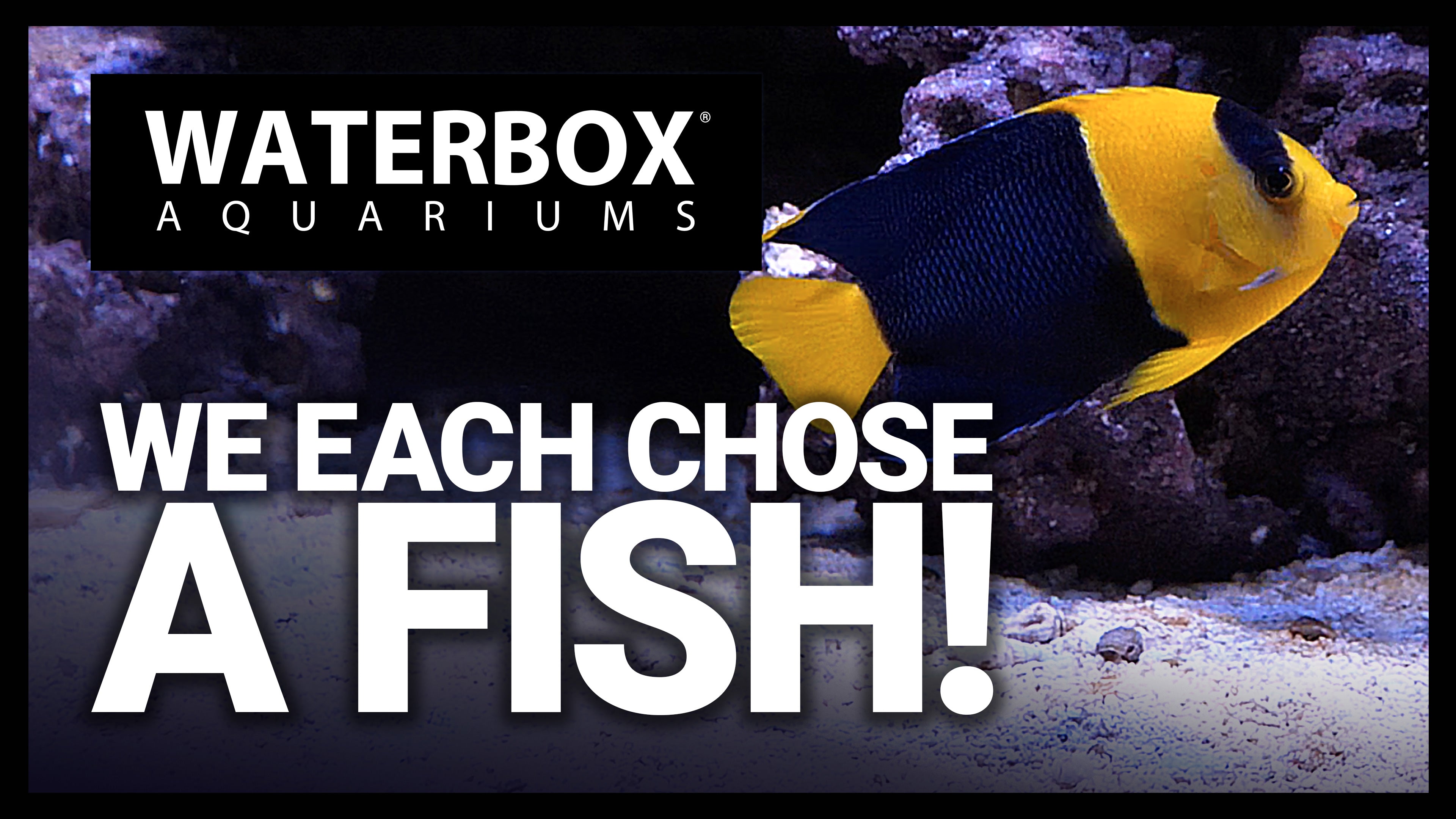 Our Team Picked These Fish!  More Inhabitants For The Fish-Only REEF 220.6