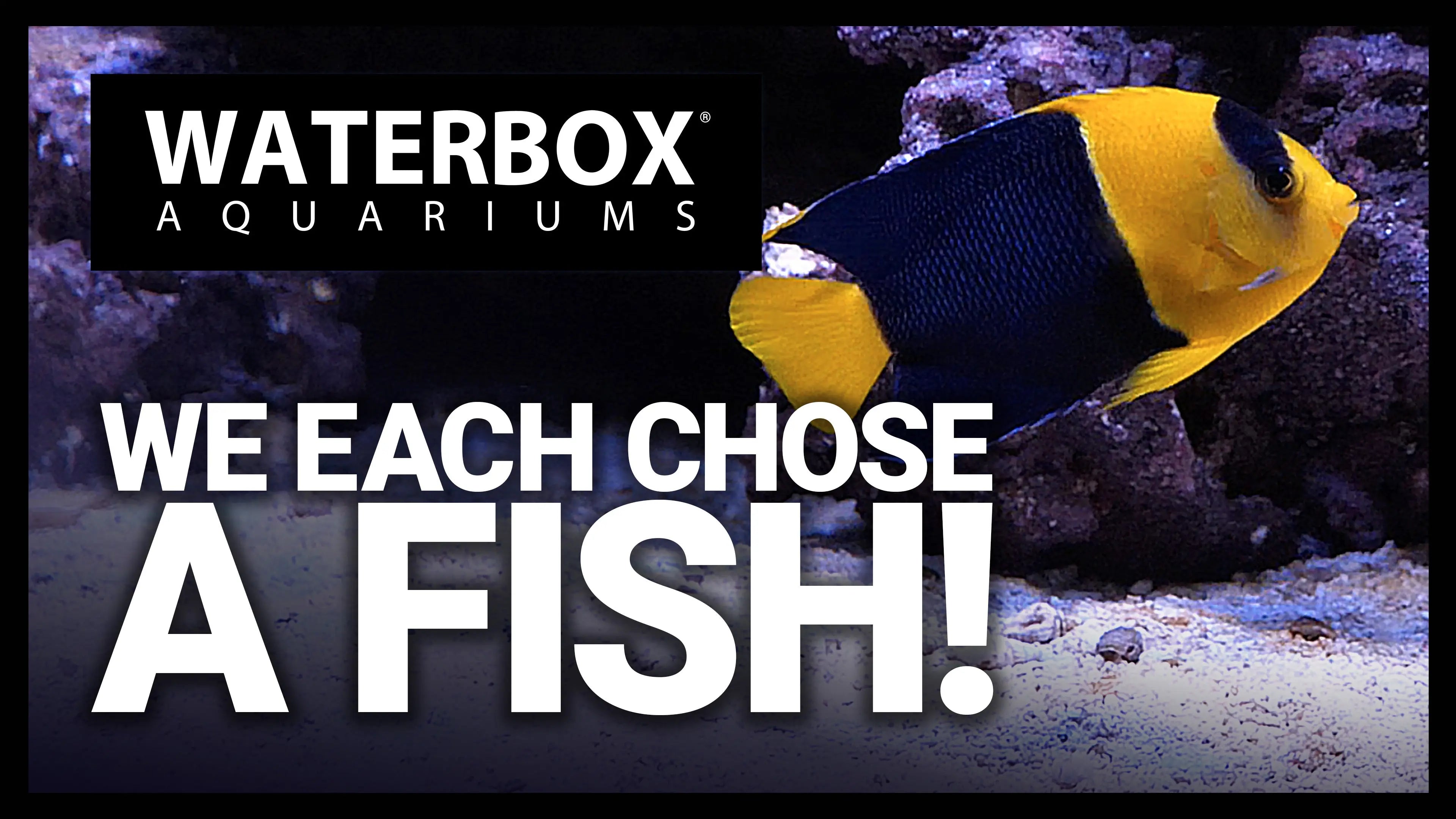 Our Team Picked These Fish!  More Inhabitants For The Fish-Only REEF 220.6 Waterbox Aquariums