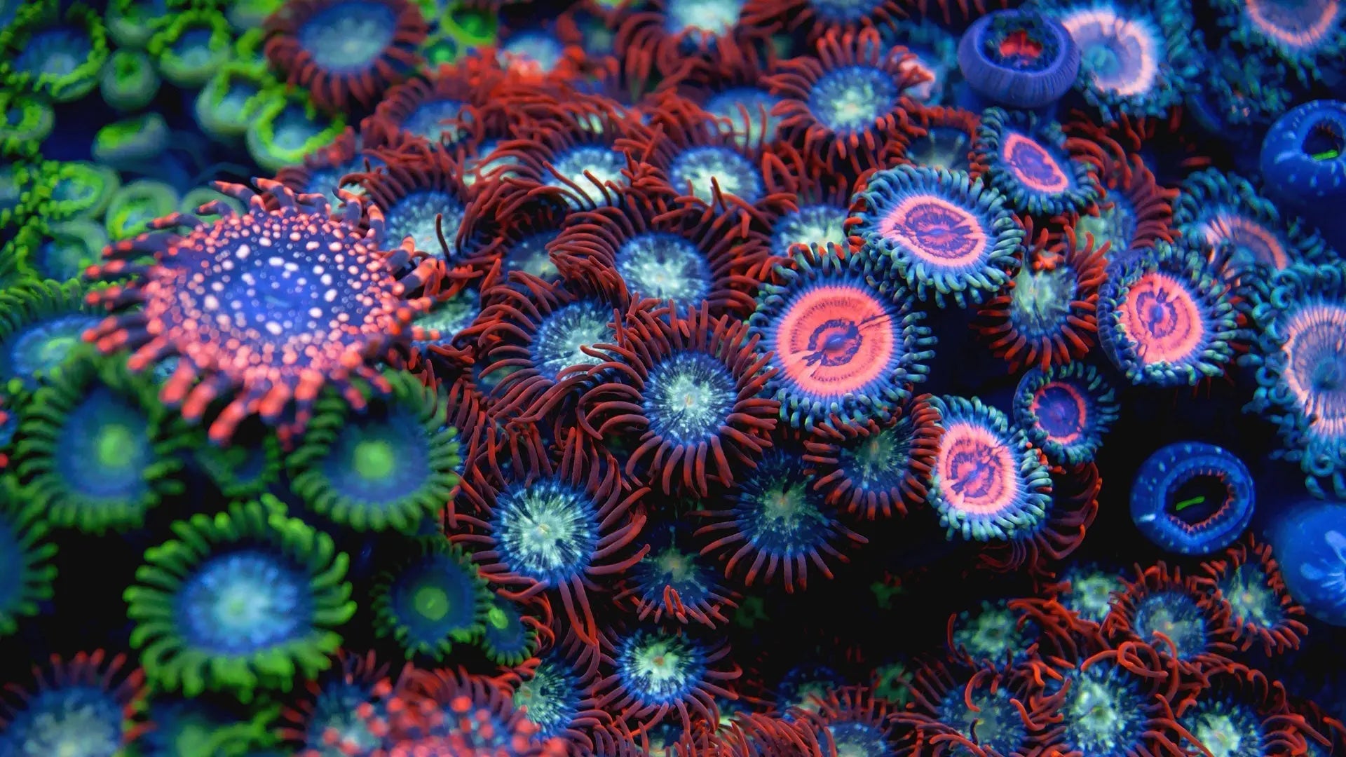 12 Common Beginner Mistakes to Avoid in Reefkeeping Waterbox Aquariums