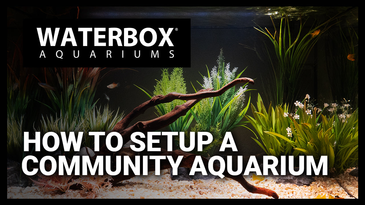 How to setup a community freshwater aquarium