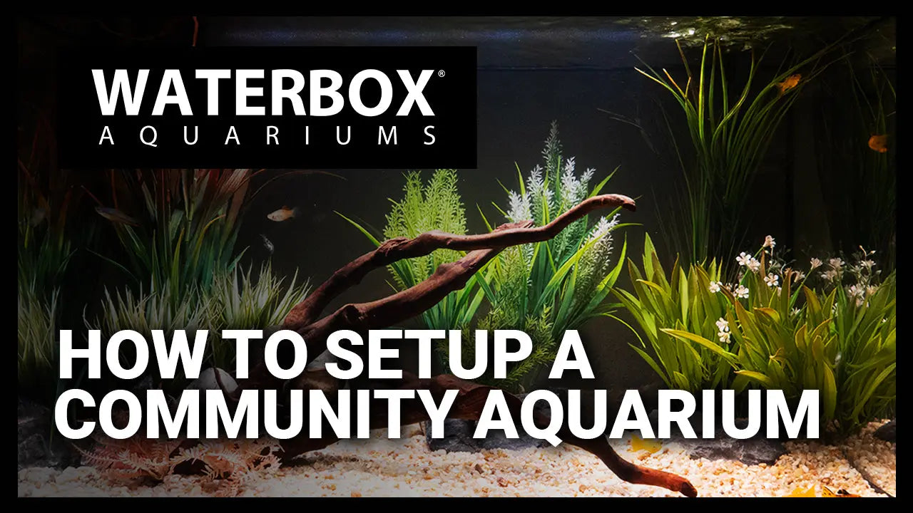 How to setup a community freshwater aquarium Waterbox Aquariums
