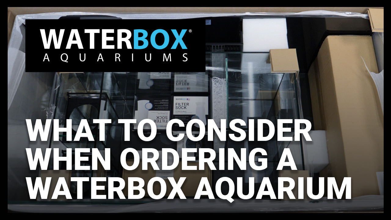 What to Consider When Ordering a Waterbox Aquarium.