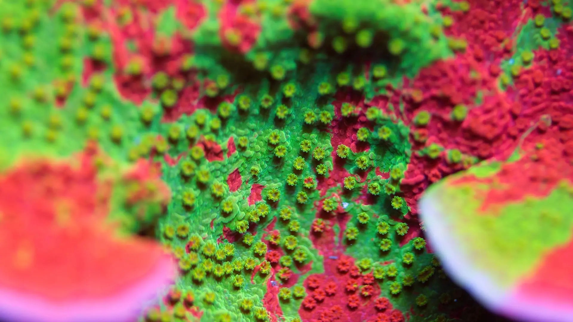 Coral Feeding Tips: How to feed your corals in a reef aquarium Waterbox Aquariums