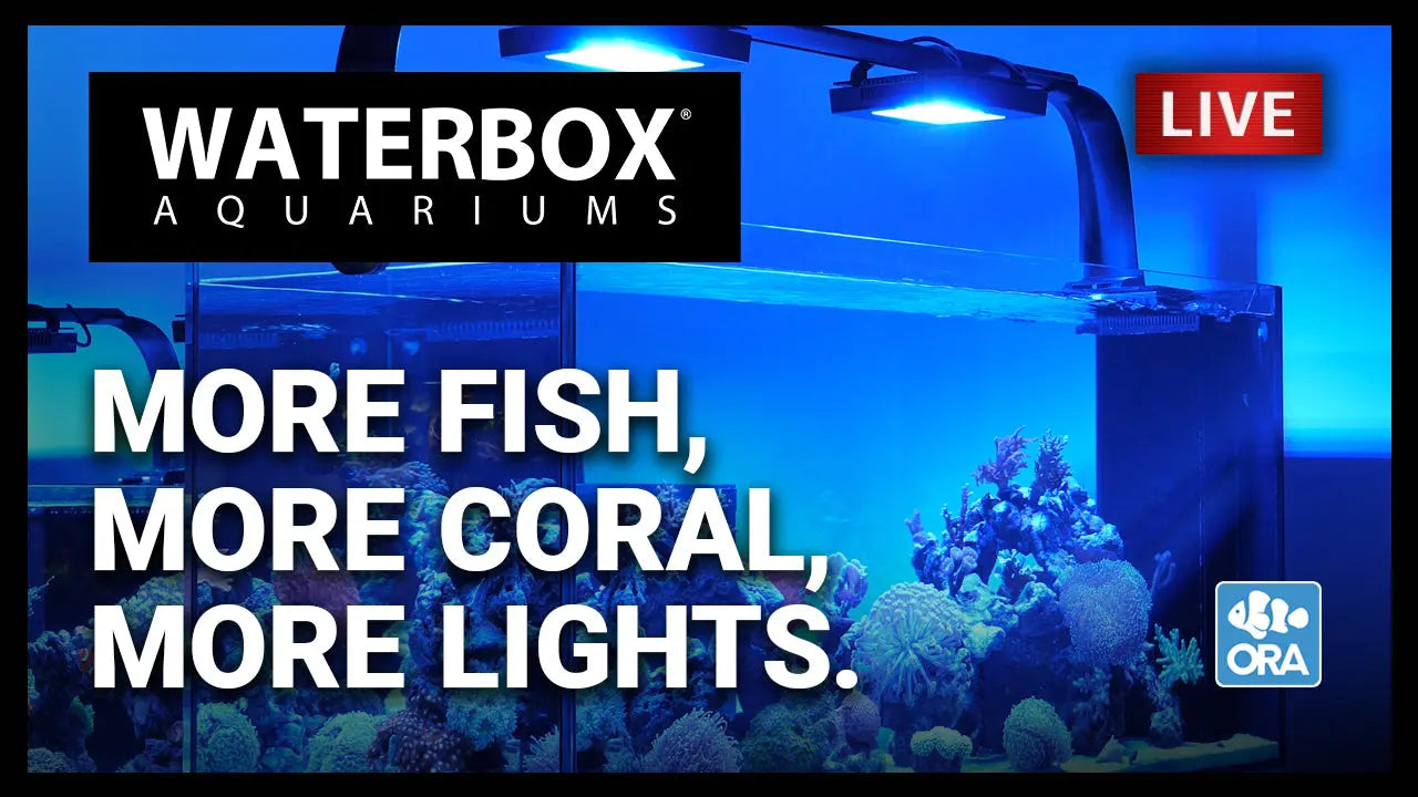Episode 132: More Fish, More Coral, More Lights Waterbox Aquariums