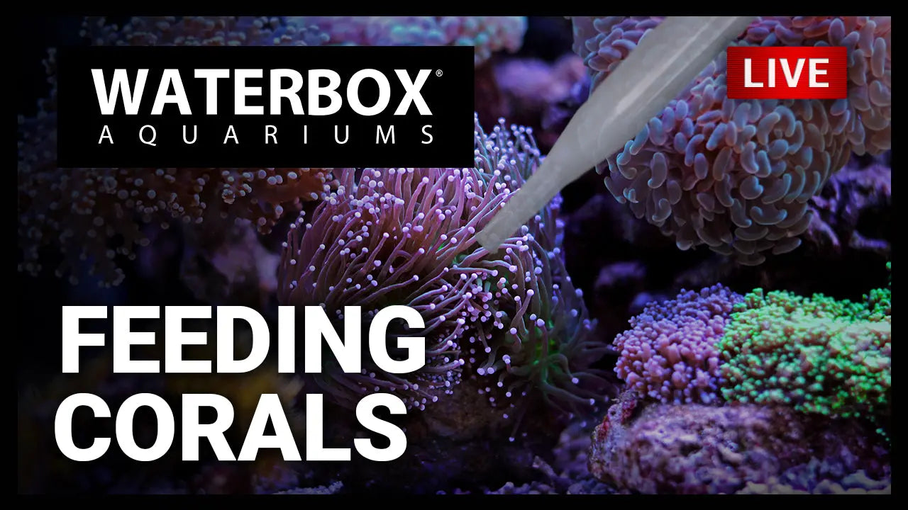 Episode 145: Feeding Mixed Reef Corals Waterbox Aquariums