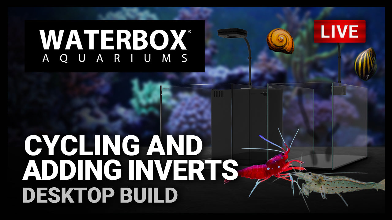 Episode 148: Cycling and adding Inverts to both saltwater and freshwater aquariums