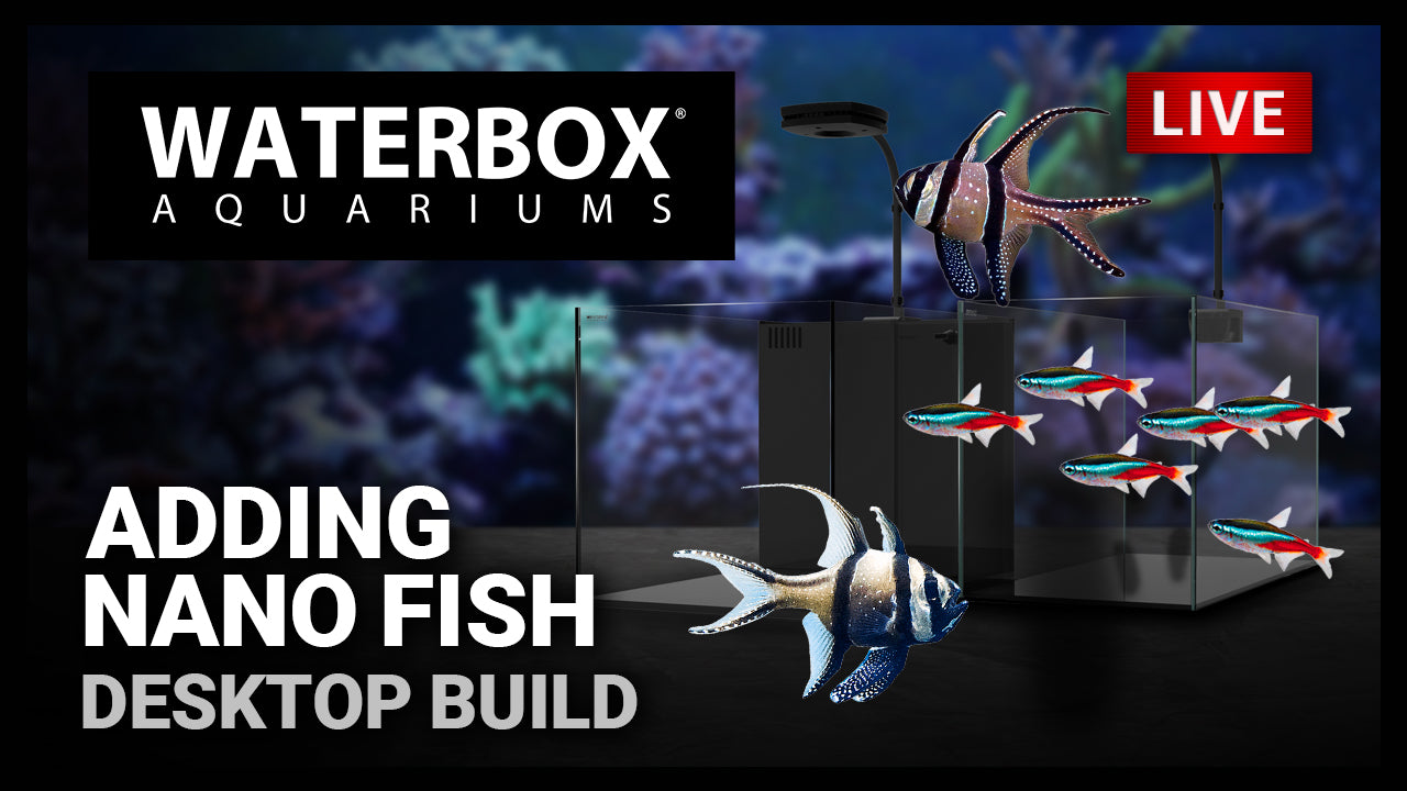 Episode 149: Starter fish for saltwater or freshwater desktop aquariums