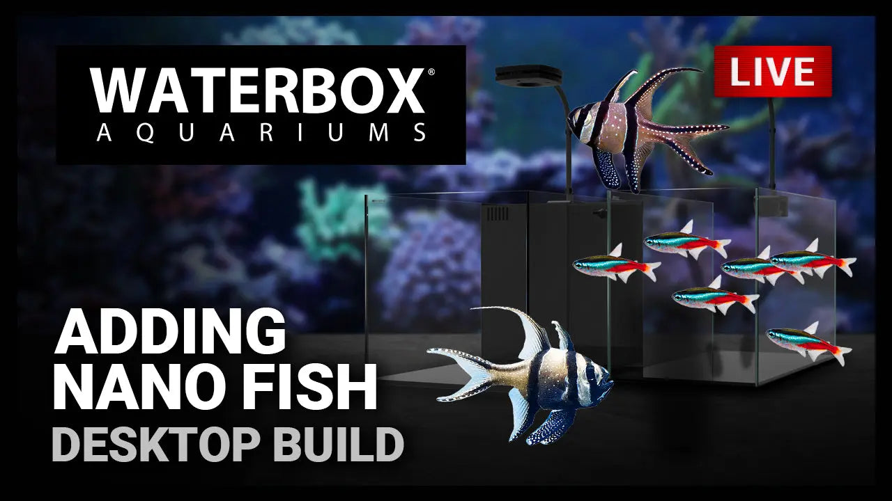 Episode 149: Starter fish for saltwater or freshwater desktop aquariums Waterbox Aquariums
