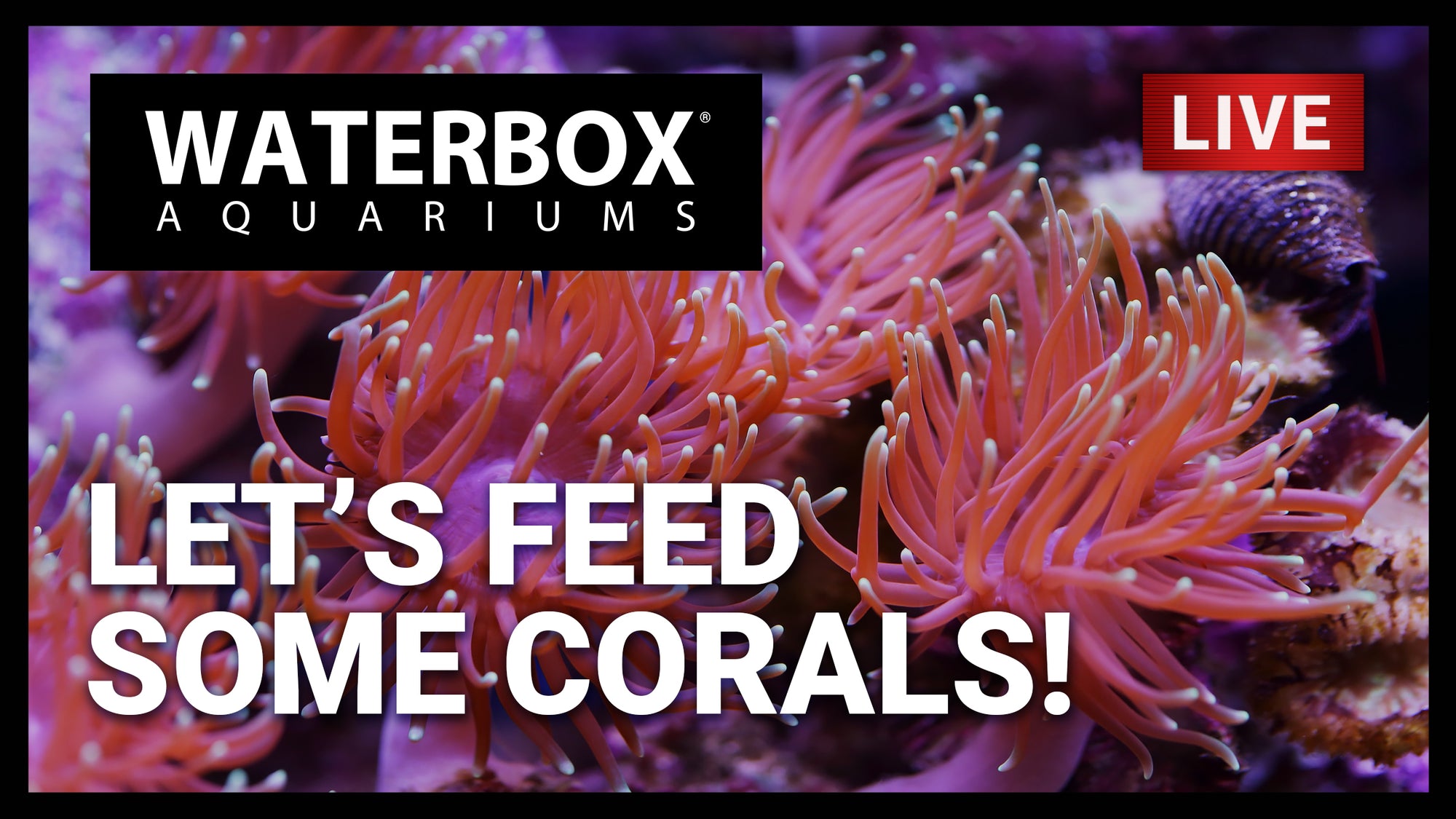Episode 165: How Hungry Are Your Corals?