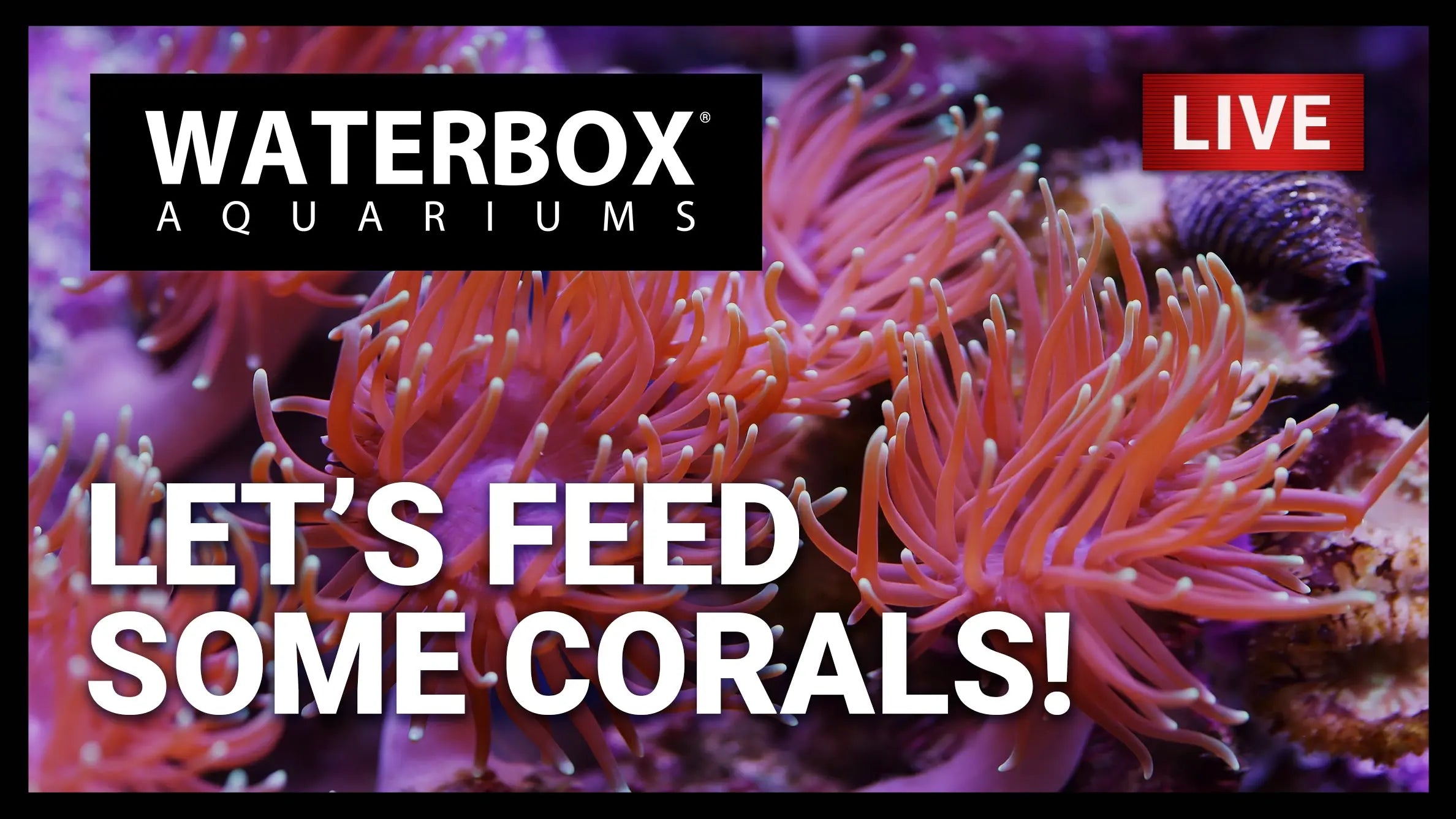 Episode 165: How Hungry Are Your Corals? Waterbox Aquariums