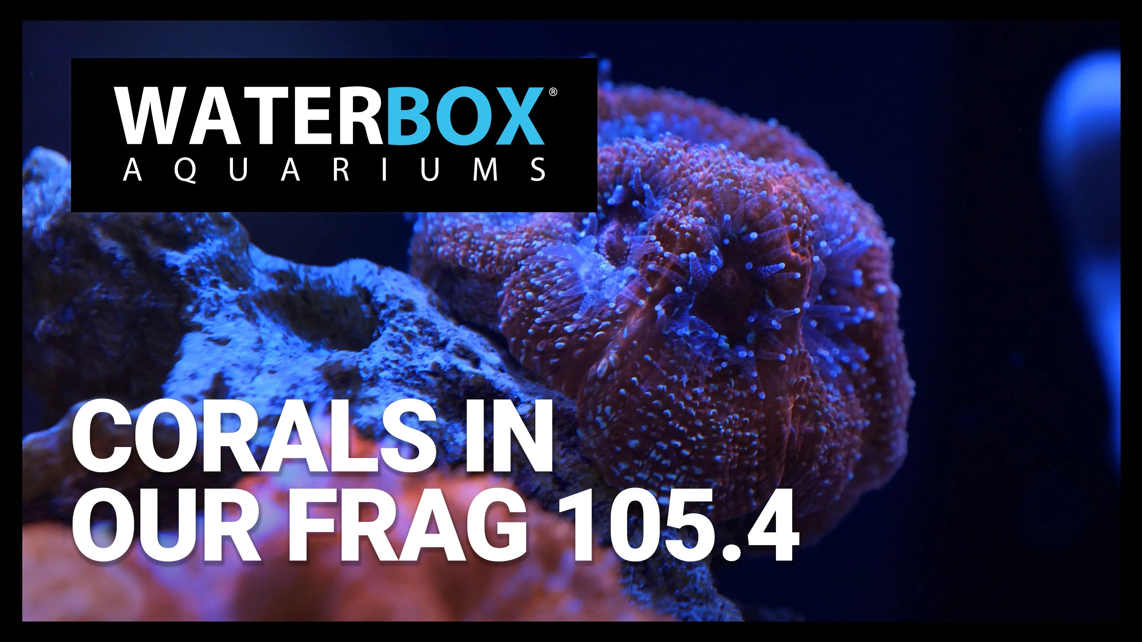 Corals in our FRAG 105.4 Waterbox Aquariums