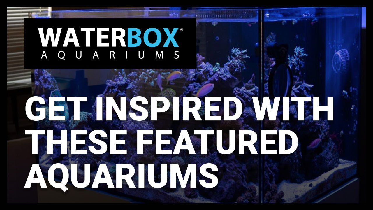 Get inspired with these featured aquariums from the Official Waterbox ...