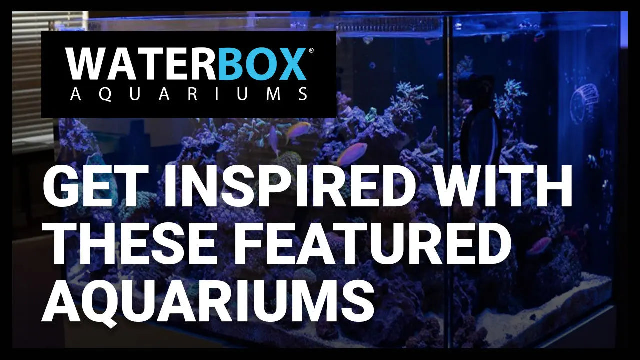 Get inspired with these featured aquariums from the Official Waterbox Facebook Group. Waterbox Aquariums