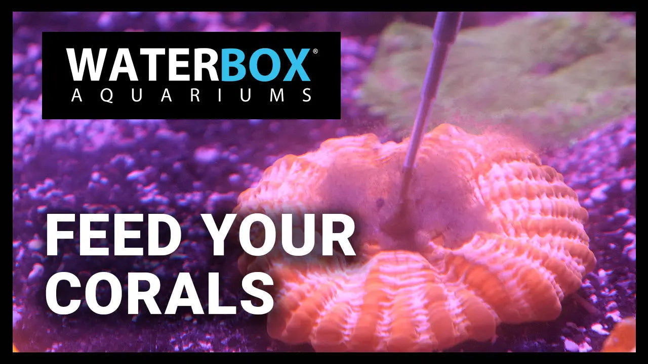 Feed Your Corals Waterbox Aquariums