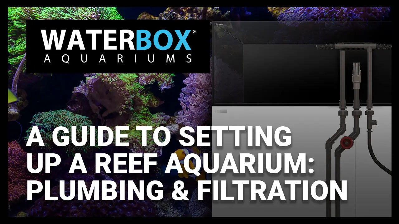 A Guide to Setting Up a Reef Aquarium: Plumbing and Sump Filtraition Waterbox Aquariums
