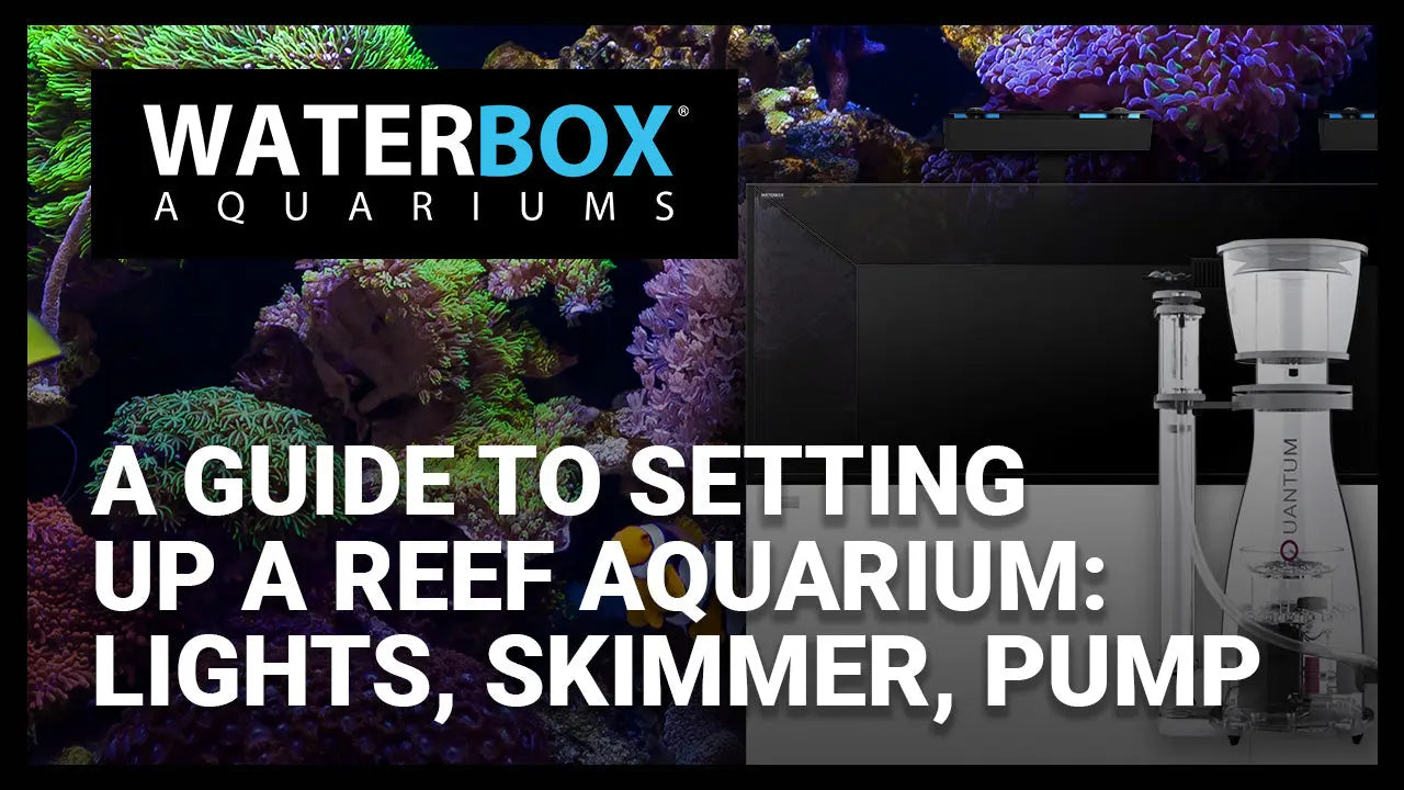 A Guide to Setting Up a Reef Aquarium: Lights, Skimmer, & Pump Waterbox Aquariums