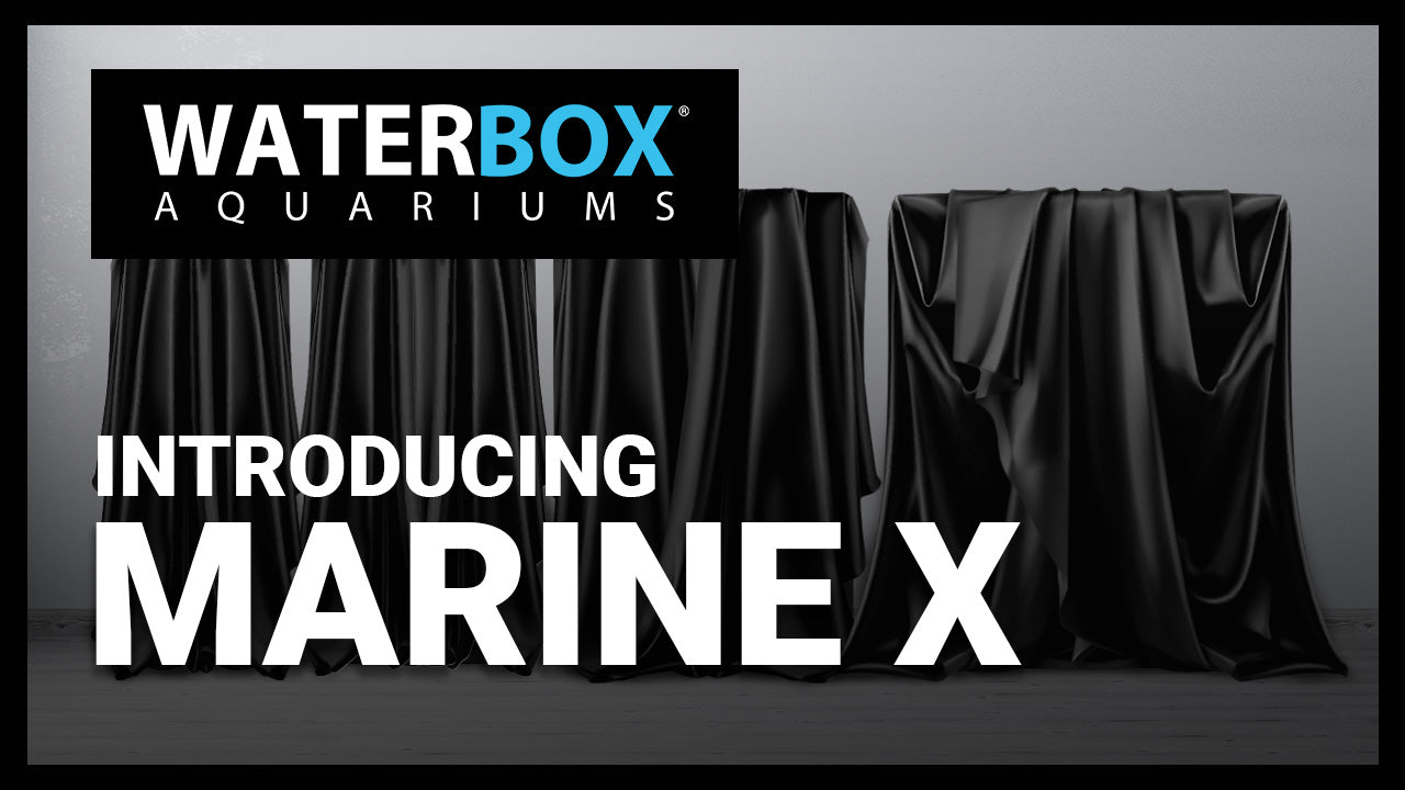 MARINE X Coming Soon