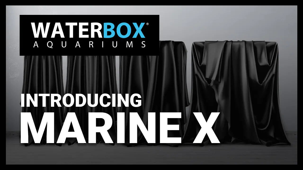MARINE X Coming Soon Waterbox Aquariums