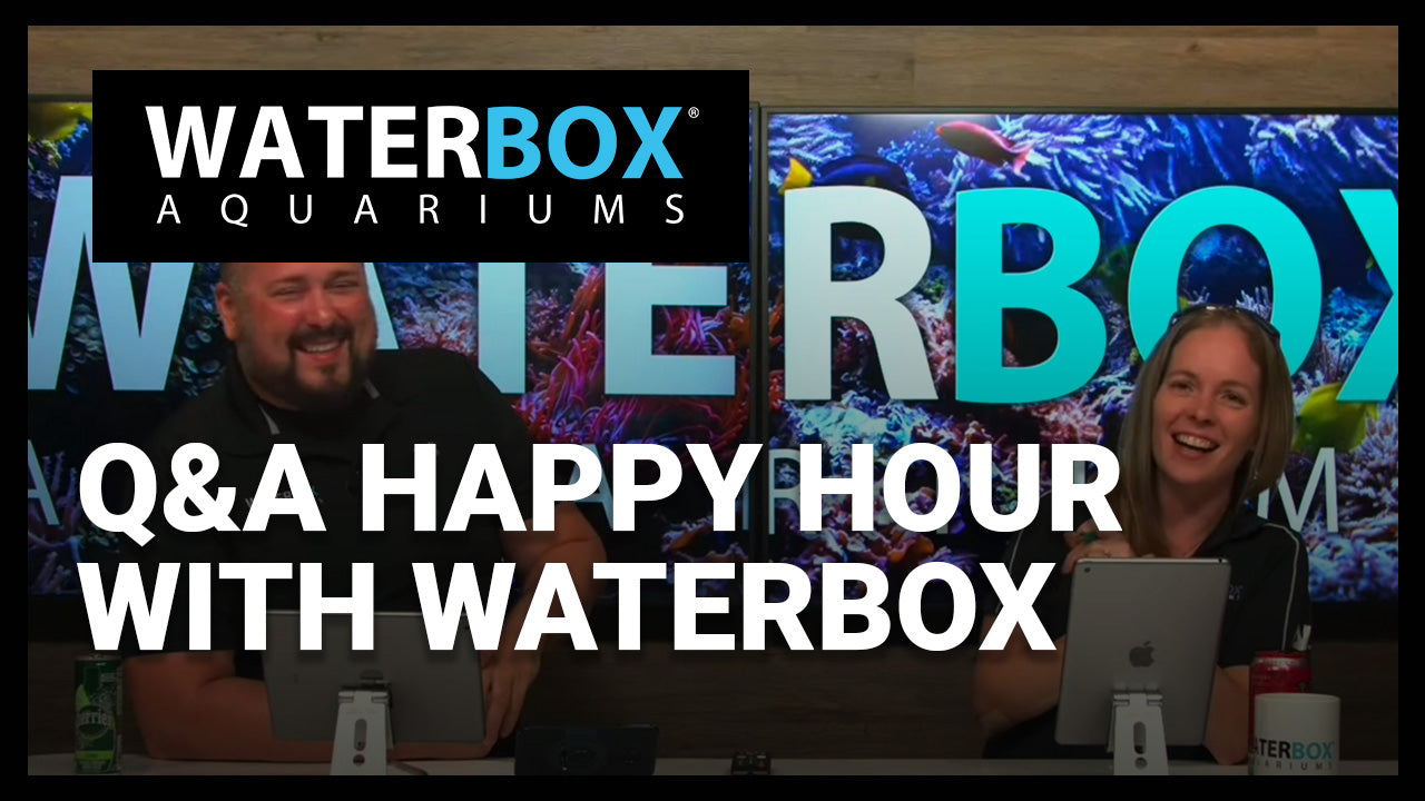 Q&A Happy Hour with Waterbox